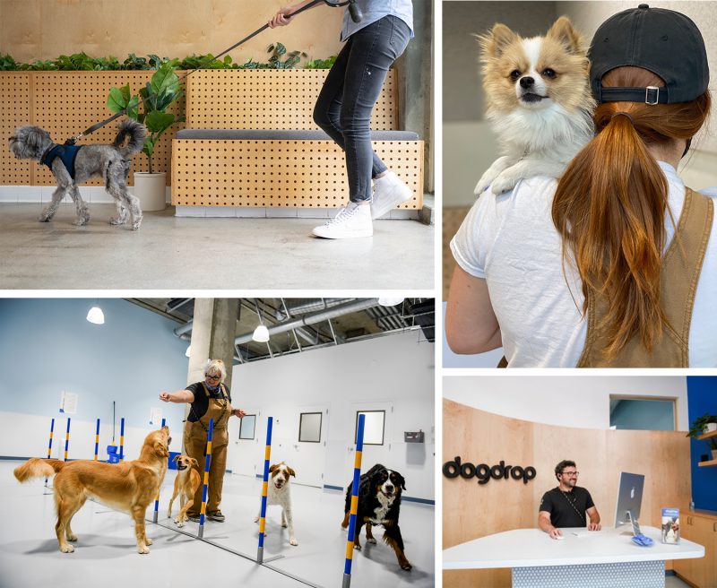 dog training