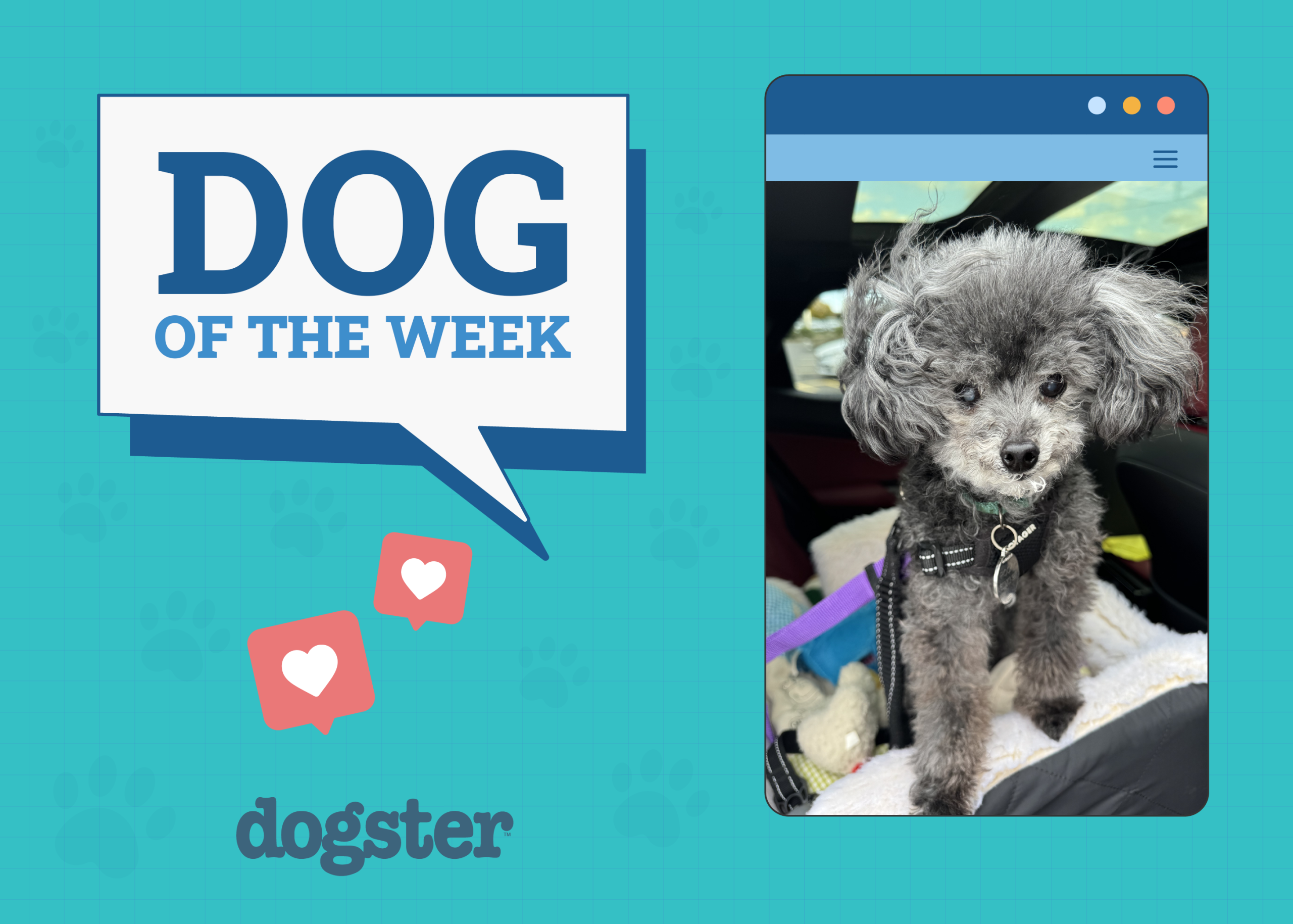 Dogster Photo Contest: Dogs of the Week Winners (May 15, 2025)