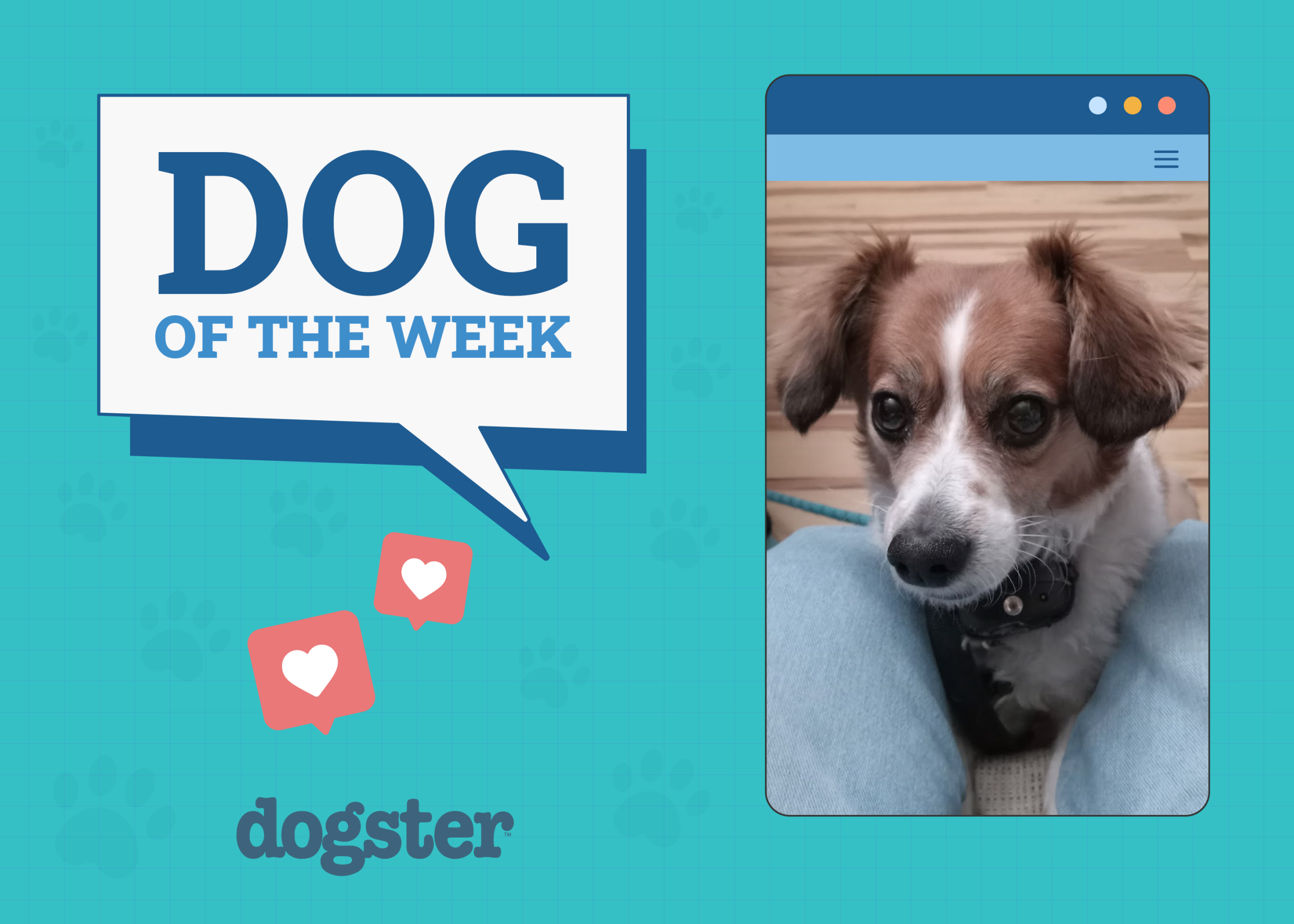 Dogster Photo Contest: Dogs of the Week Winners (May 08, 2025)