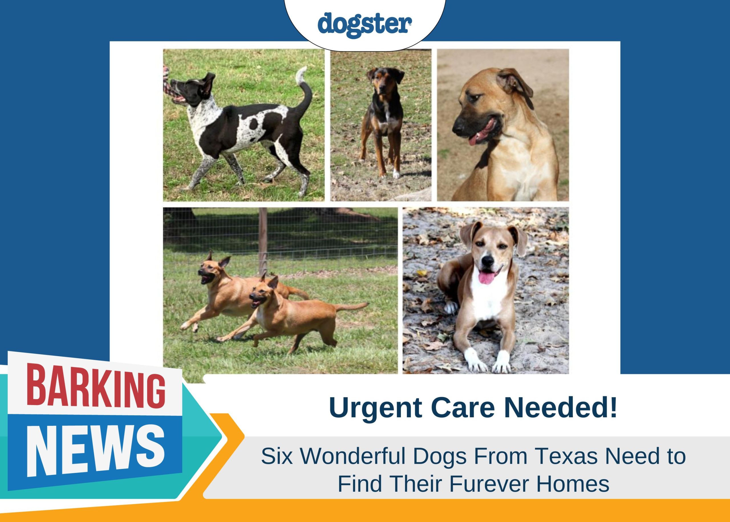 Urgent Appeal: Six Texas Dogs in Need of Furever Homes