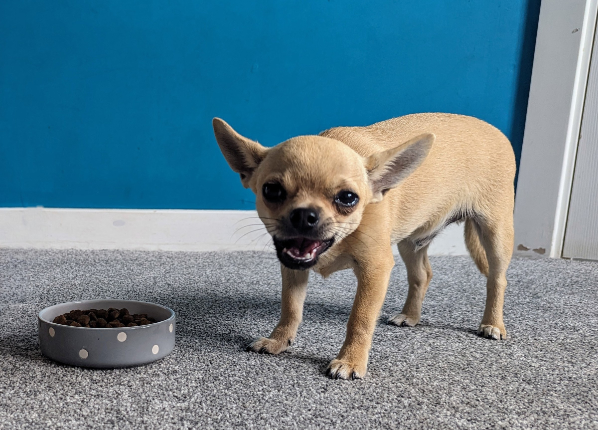 Doggy Mealtime Antics: Food Fights With Fred