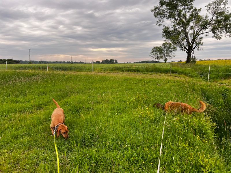 Hela, Lajka, and Lava in the grass