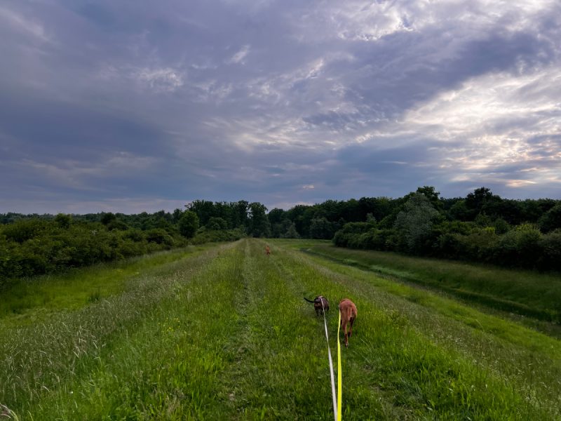 Lajka and Hela on leash