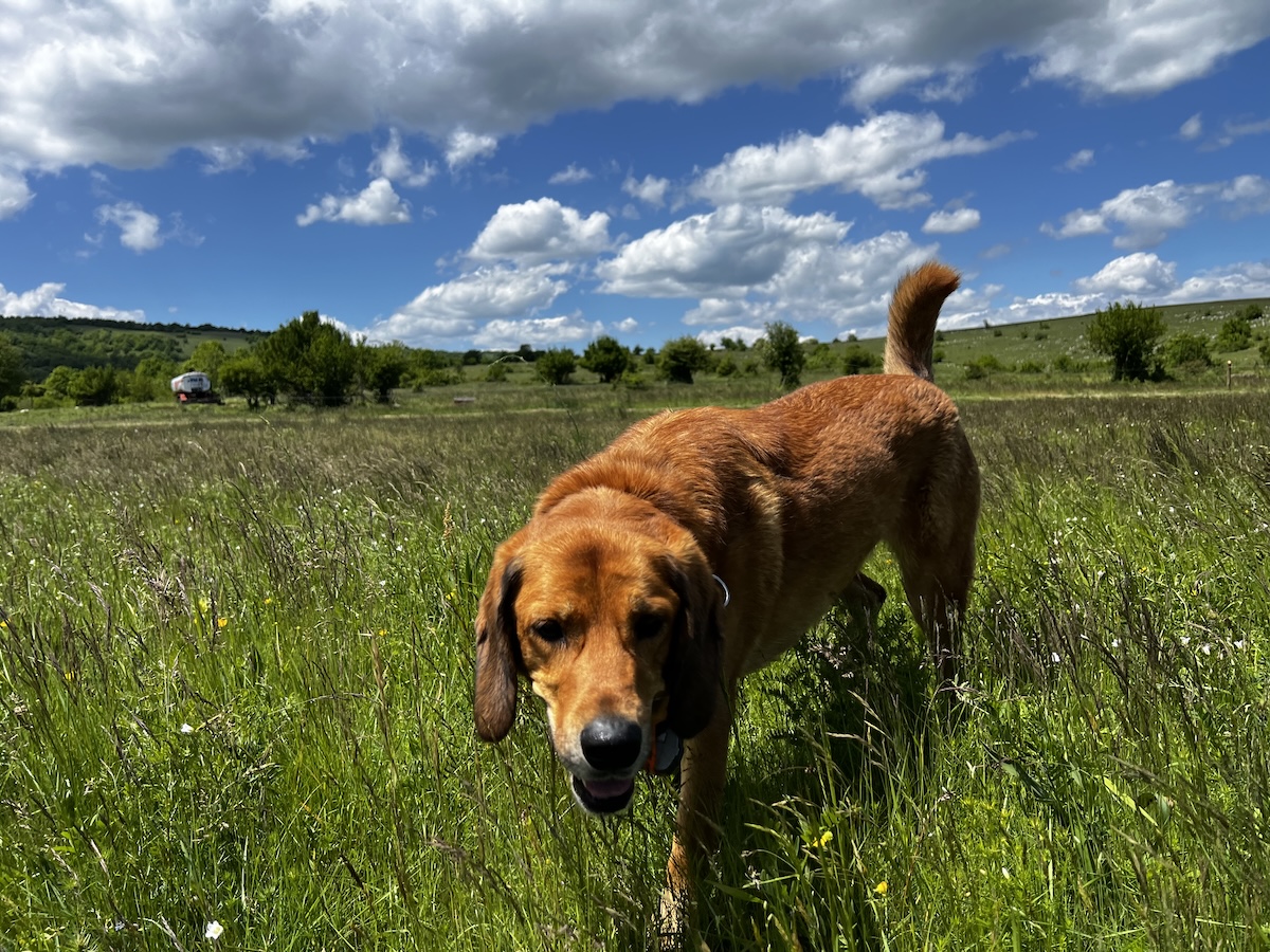 Troublemaker Dogs: Lava's Recent Adventure