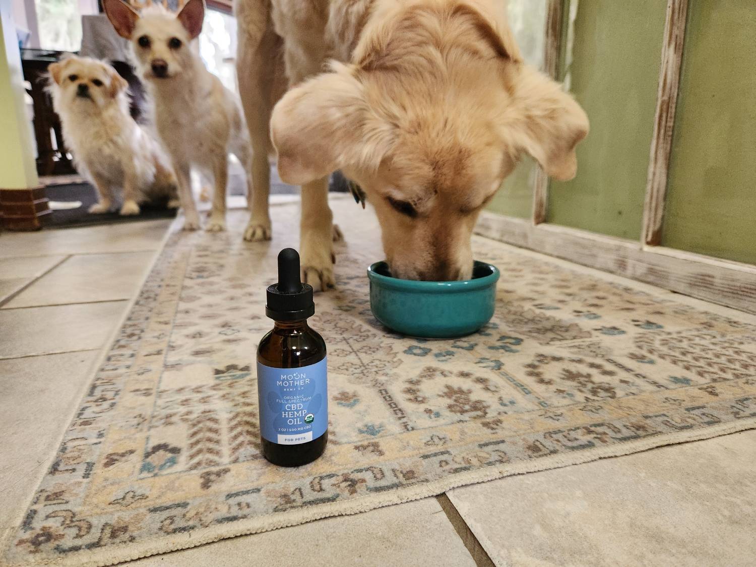 Moon Mother Brand Review - dog eating from bowl