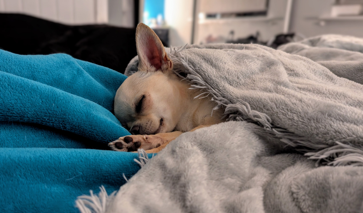 Chihuahua Sleeping Positions: Naptime Ned vs Bedtime Ned