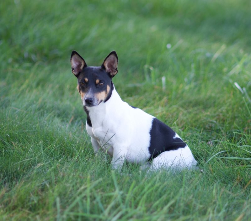 Teddy Roosevelt Terrier dog sitting on grass