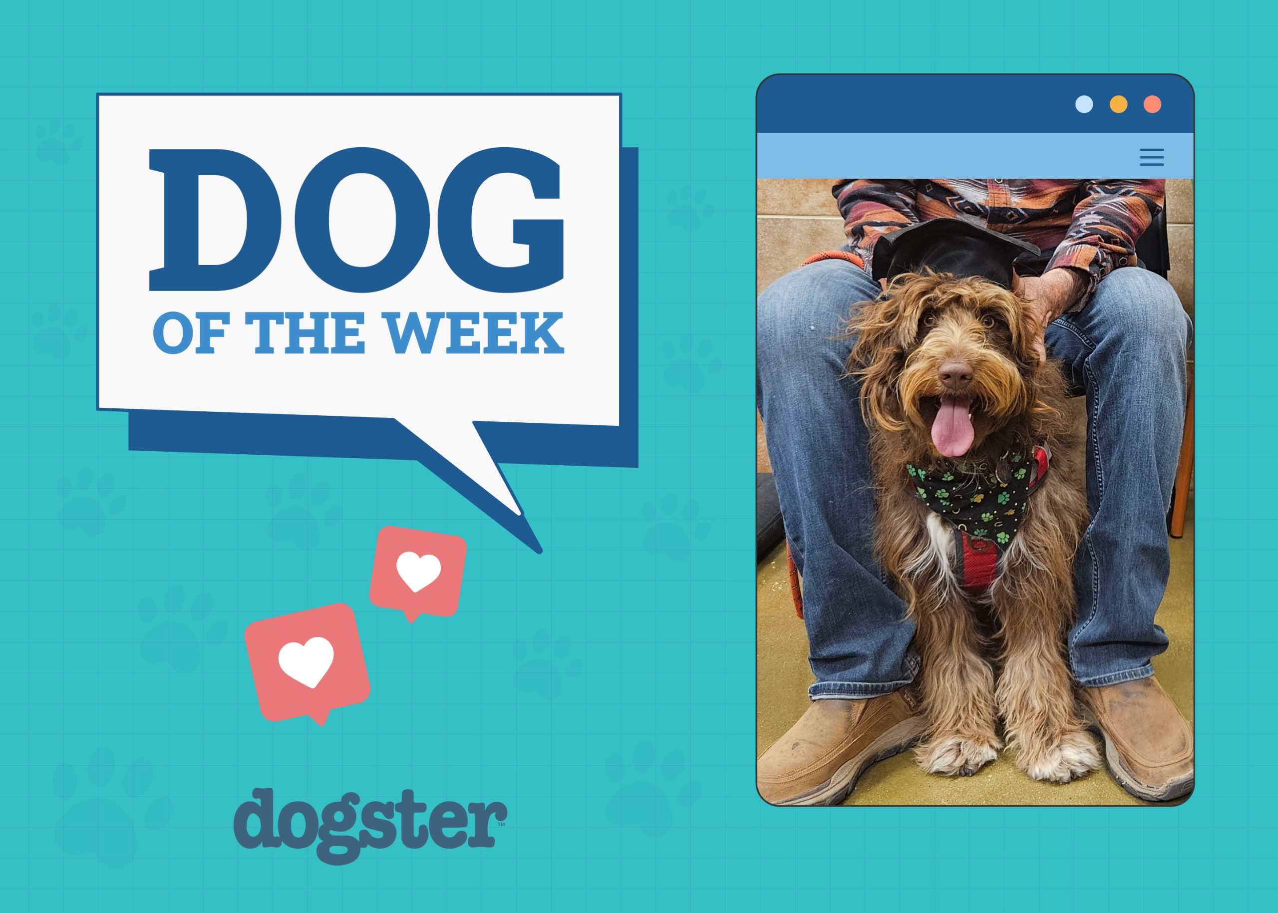 Dogster Photo Contest: Dogs of the Week Winners (June 5, 2025)