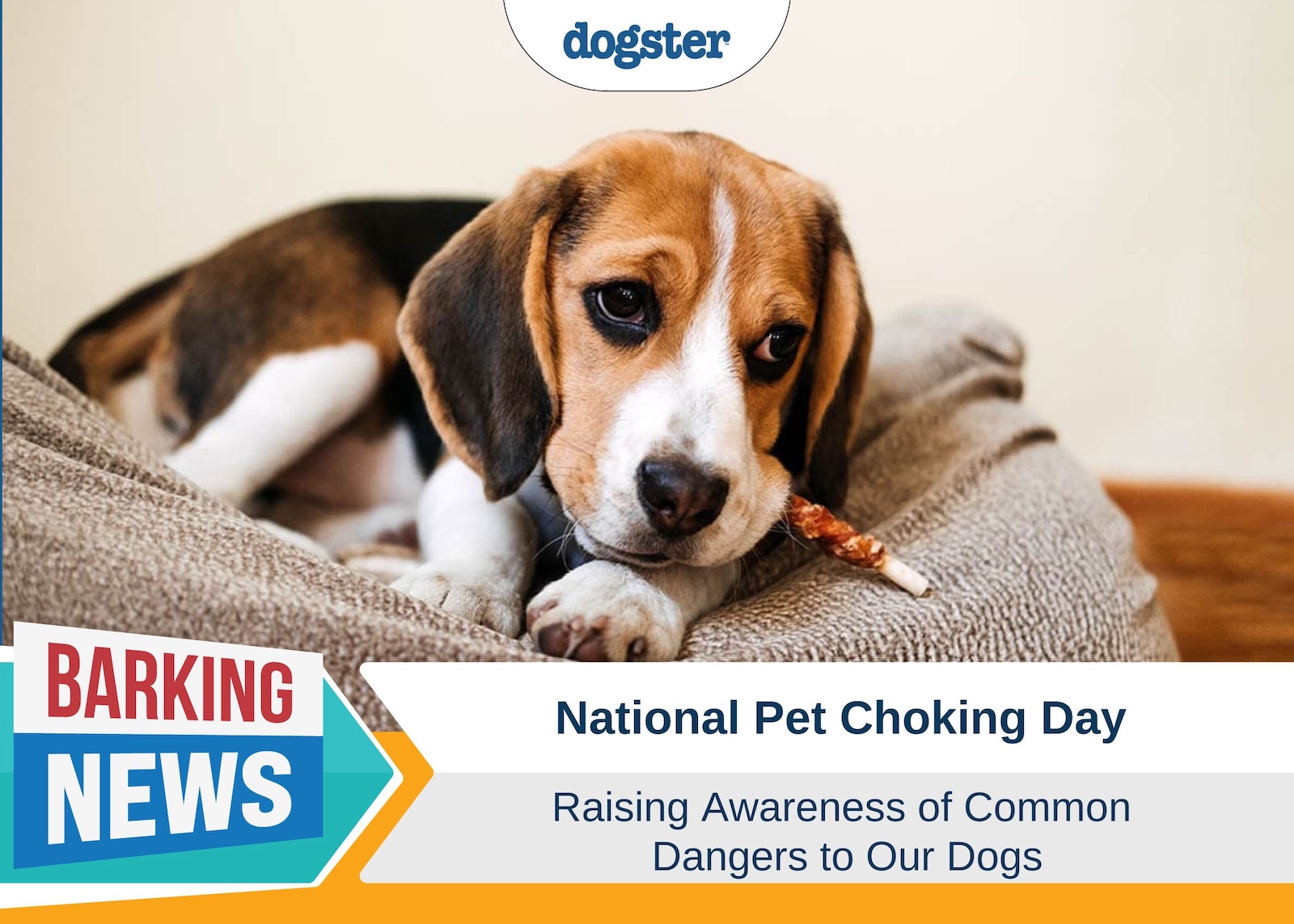 National Pet Choking Day: New Holiday Raises Awareness of Common Dangers to Our Dogs