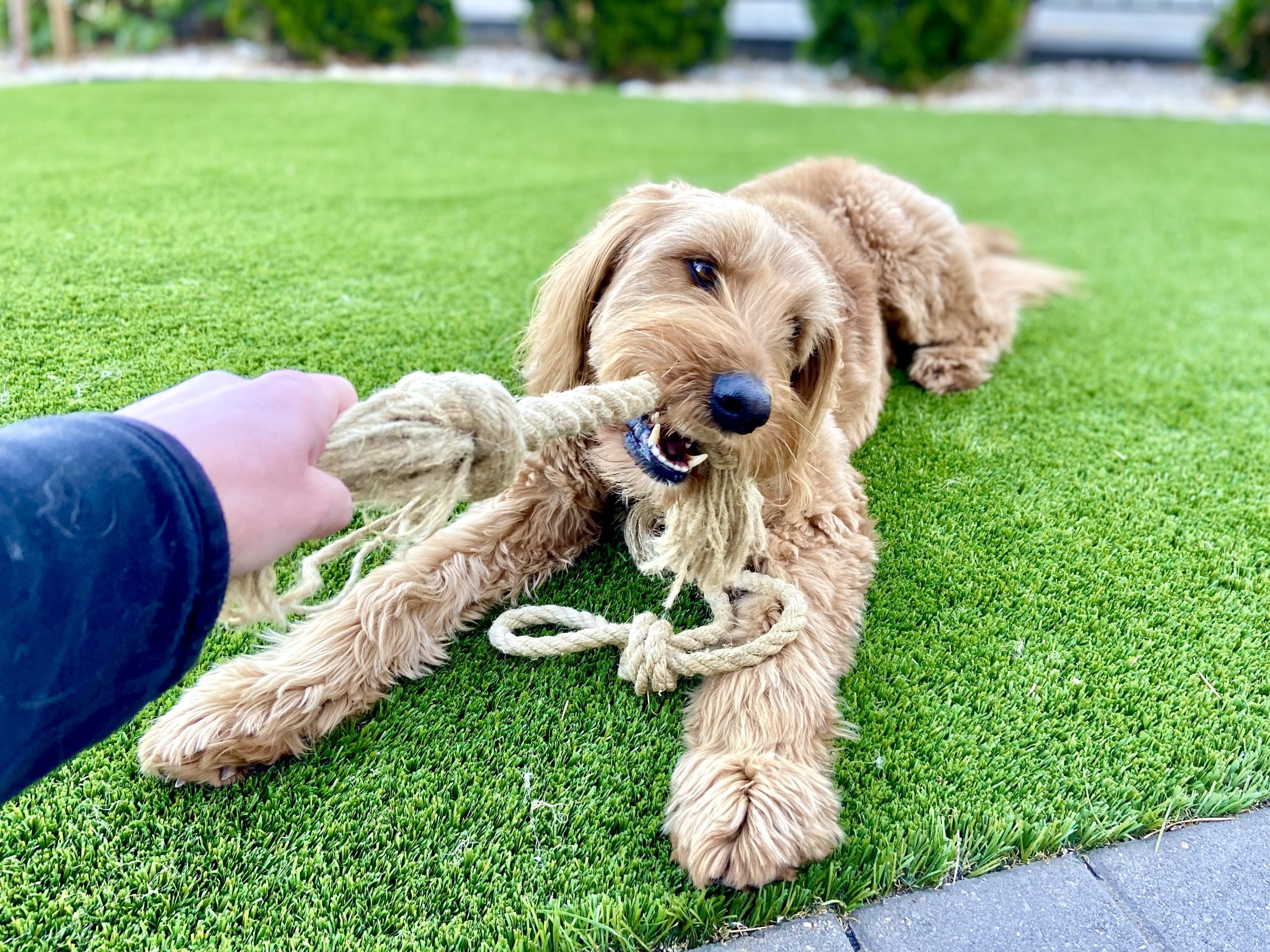 Hemptique Dog Toys 3