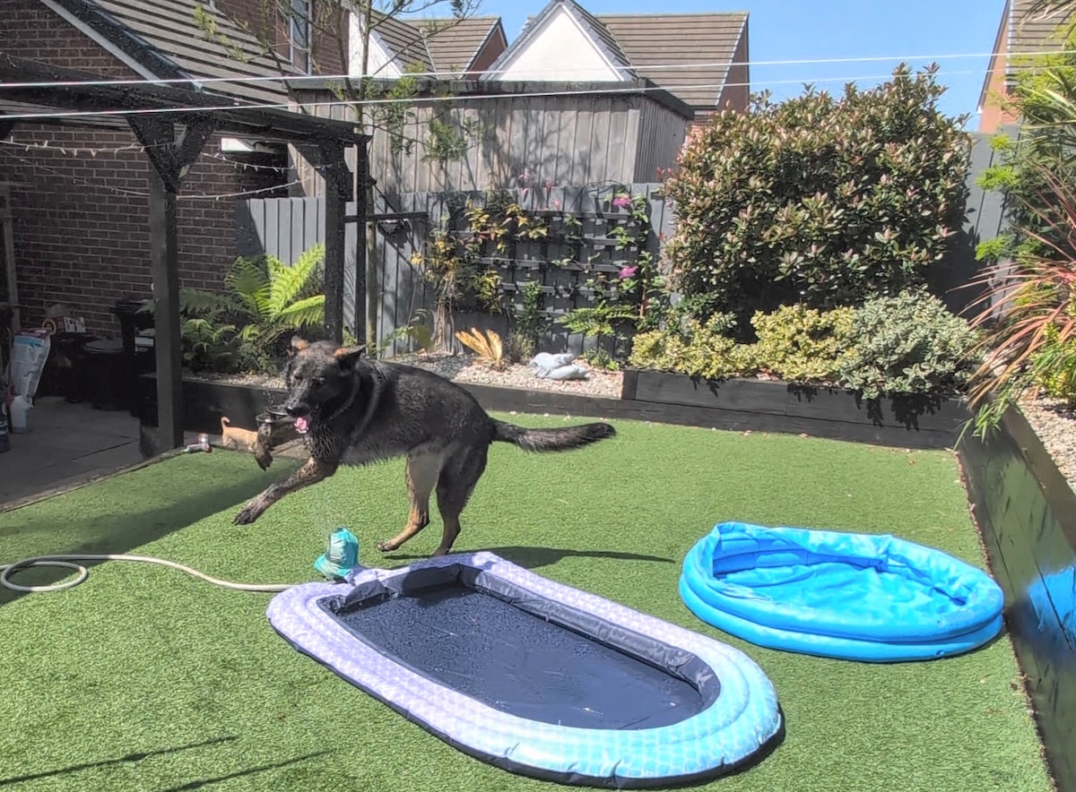 You Can’t Keep A Good Dog Down – Kodah's Newest Summer Favorite