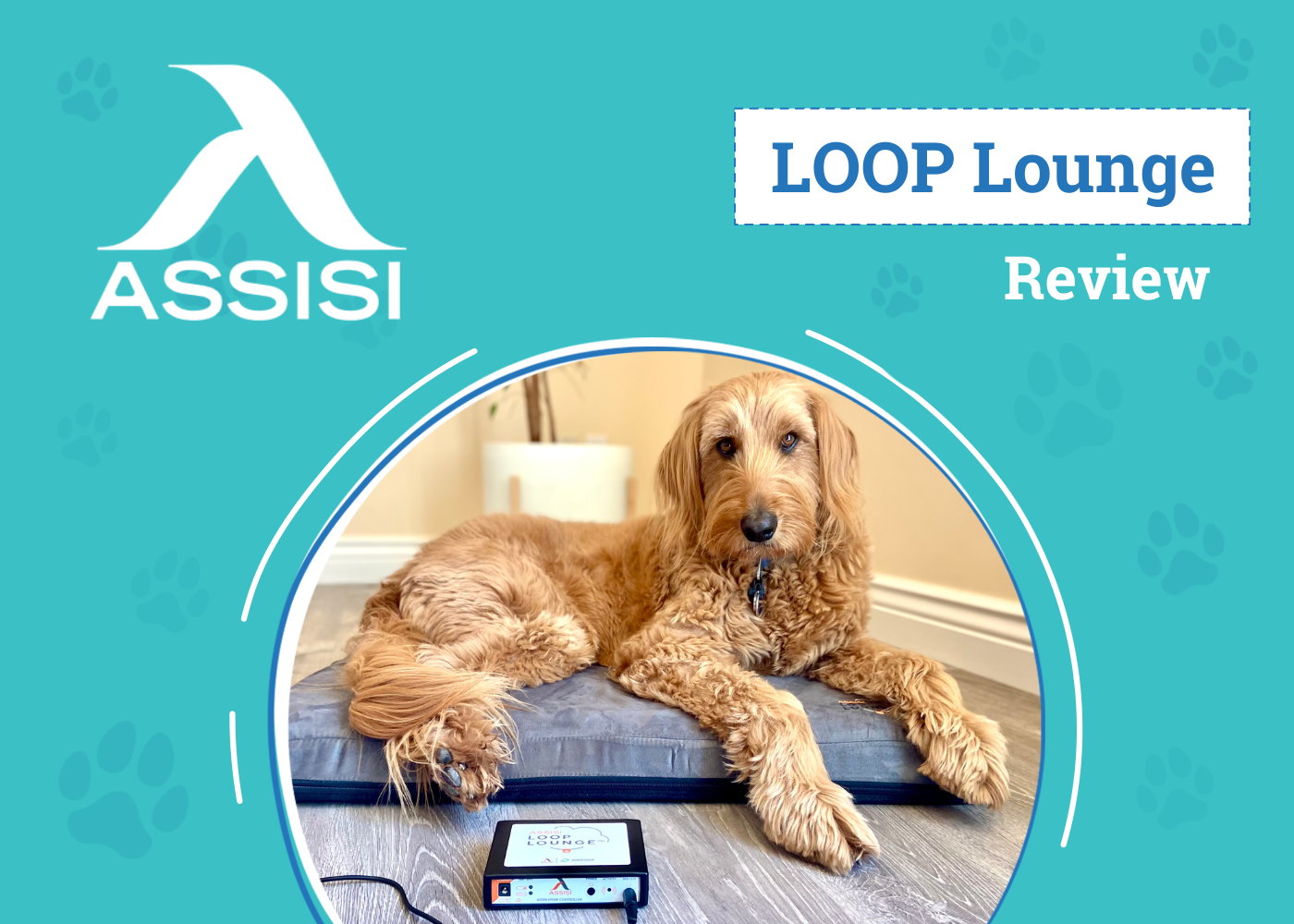 Assisi LOOP Lounge Review 2026: A Natural Way to Heal Your Pet