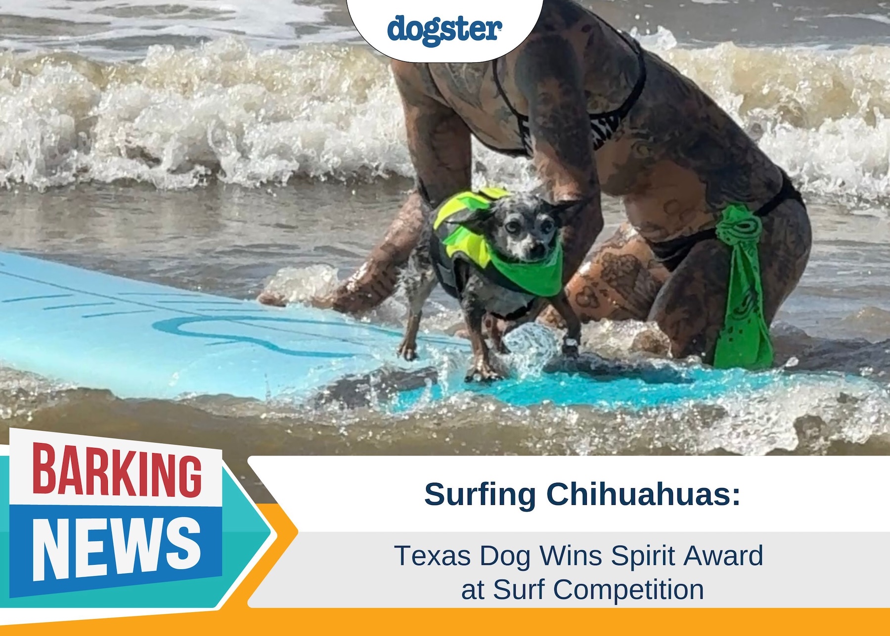 Surfing Chihuahuas: Texas Dog Wins Spirit Award at Surf Competition