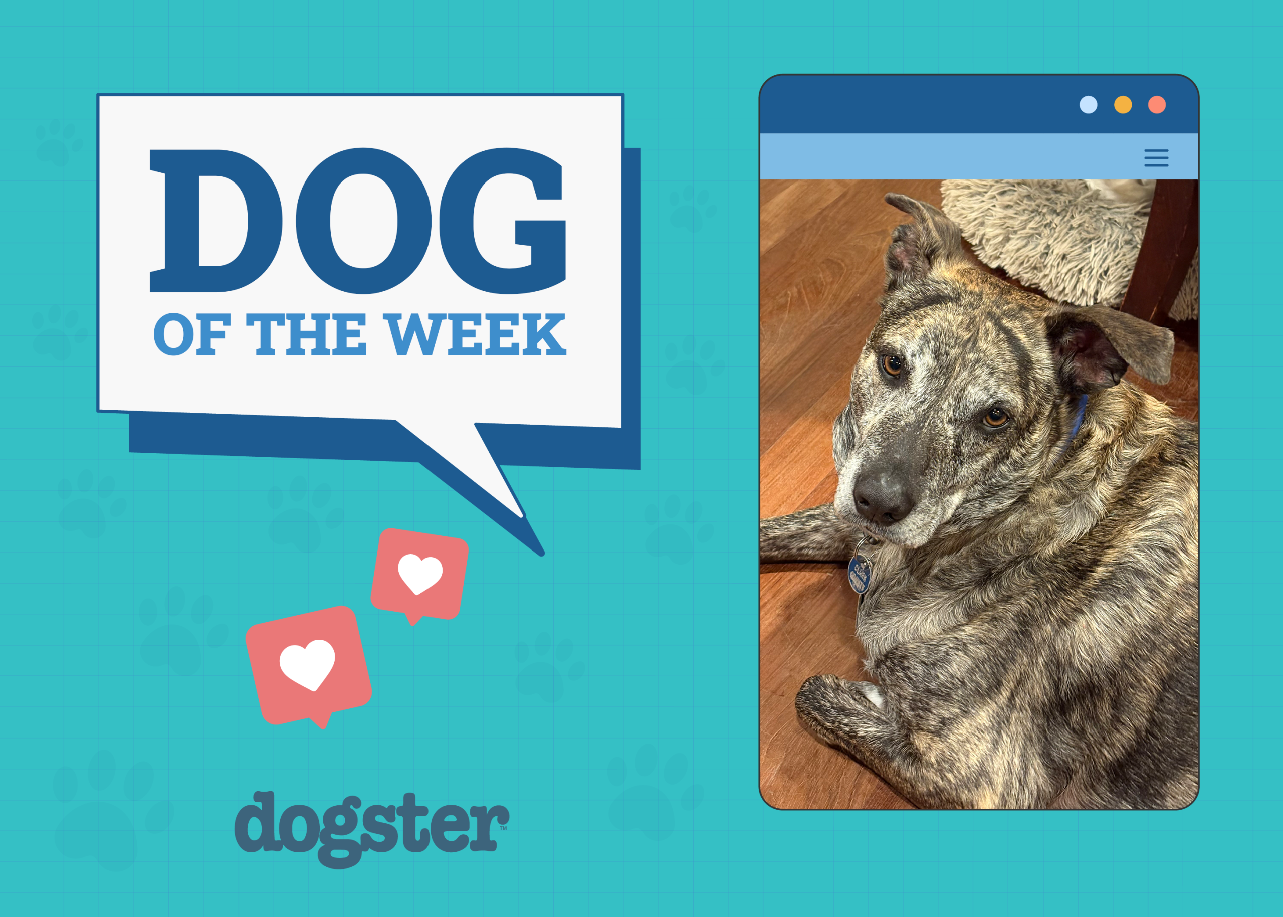 Dogster Photo Contest: Dogs of the Week Winners (July, 31 2025)