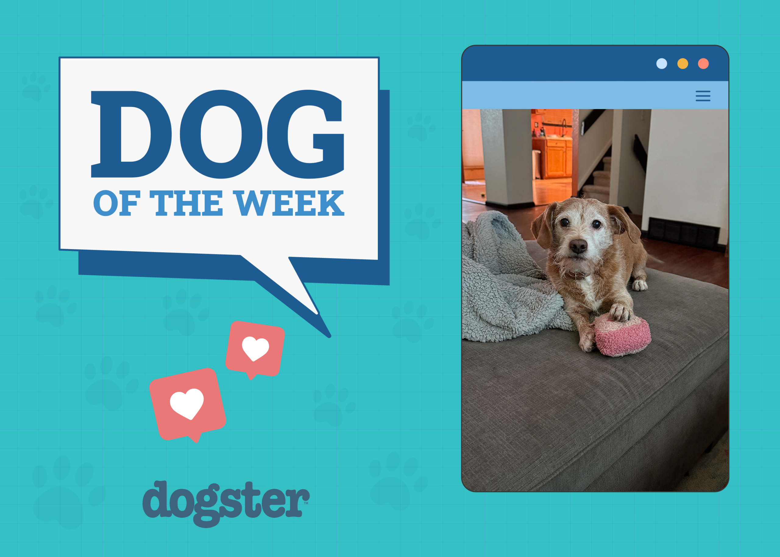 Dogster Photo Contest: Dogs of the Week Winners (July, 17 2025)
