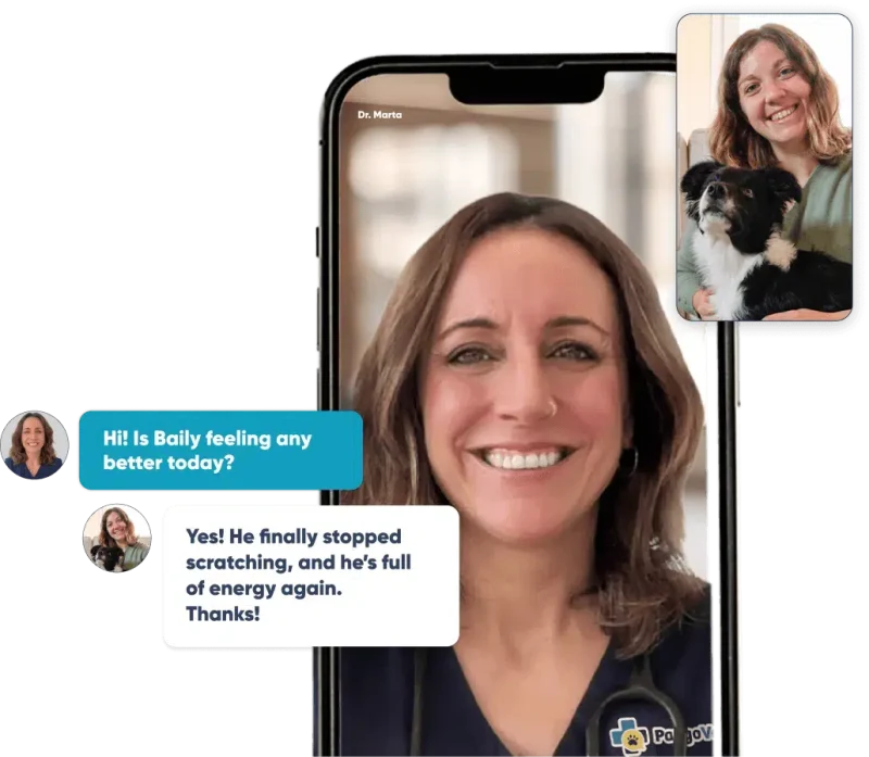 PangoVet - Talk with a vet online