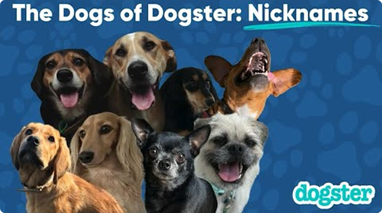 The Dogs of Dogster: Nicknames