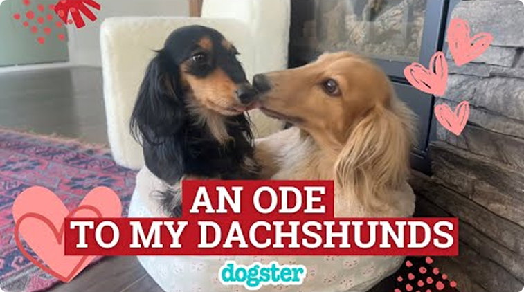 An Ode to My Dachshunds