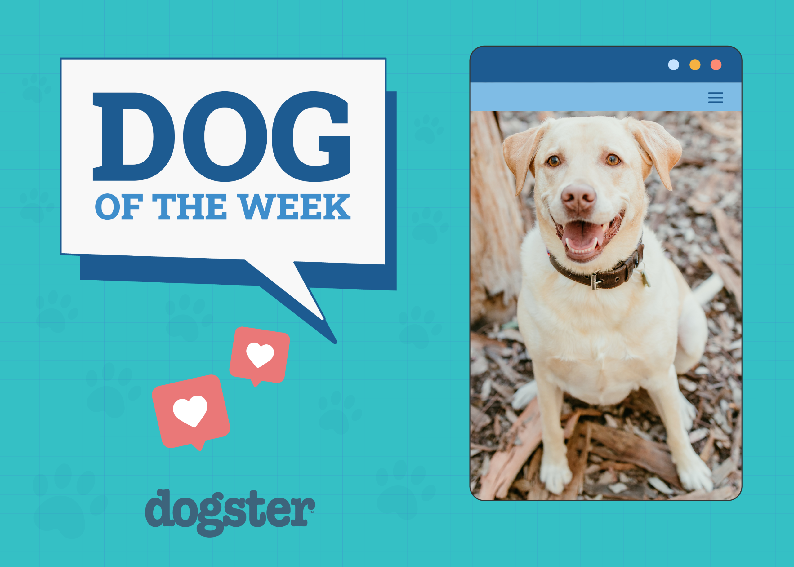 Dogster Photo Contest: Dogs of the Week Winners (August 7, 2025)