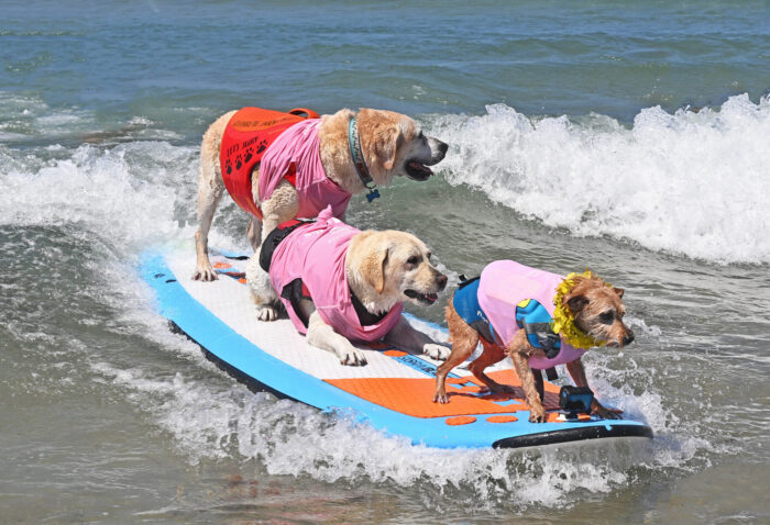 Surf’s Up for the 20th Annual Surf Dog Surf-a-Thon