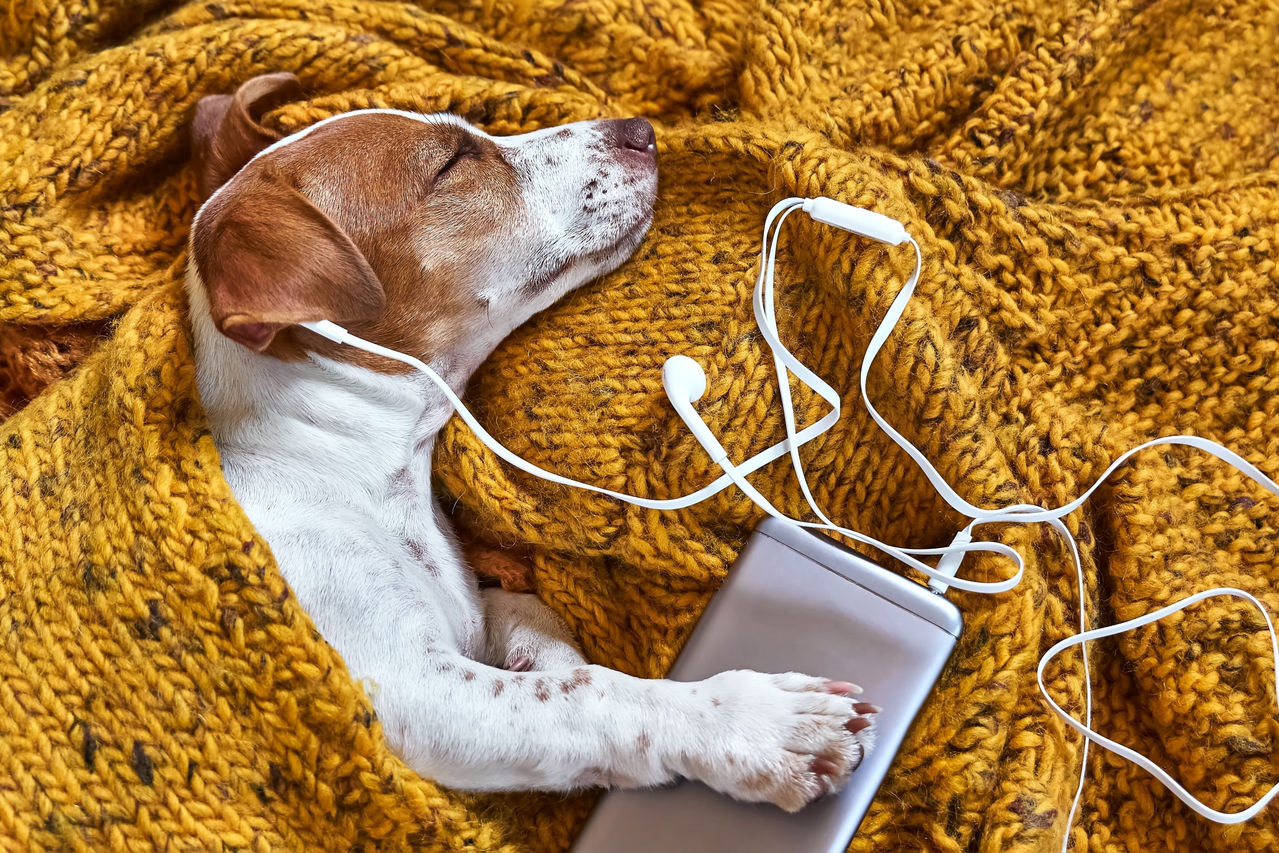 Grammy-Winning Producer Creates a Groundbreaking Album — for Dogs!