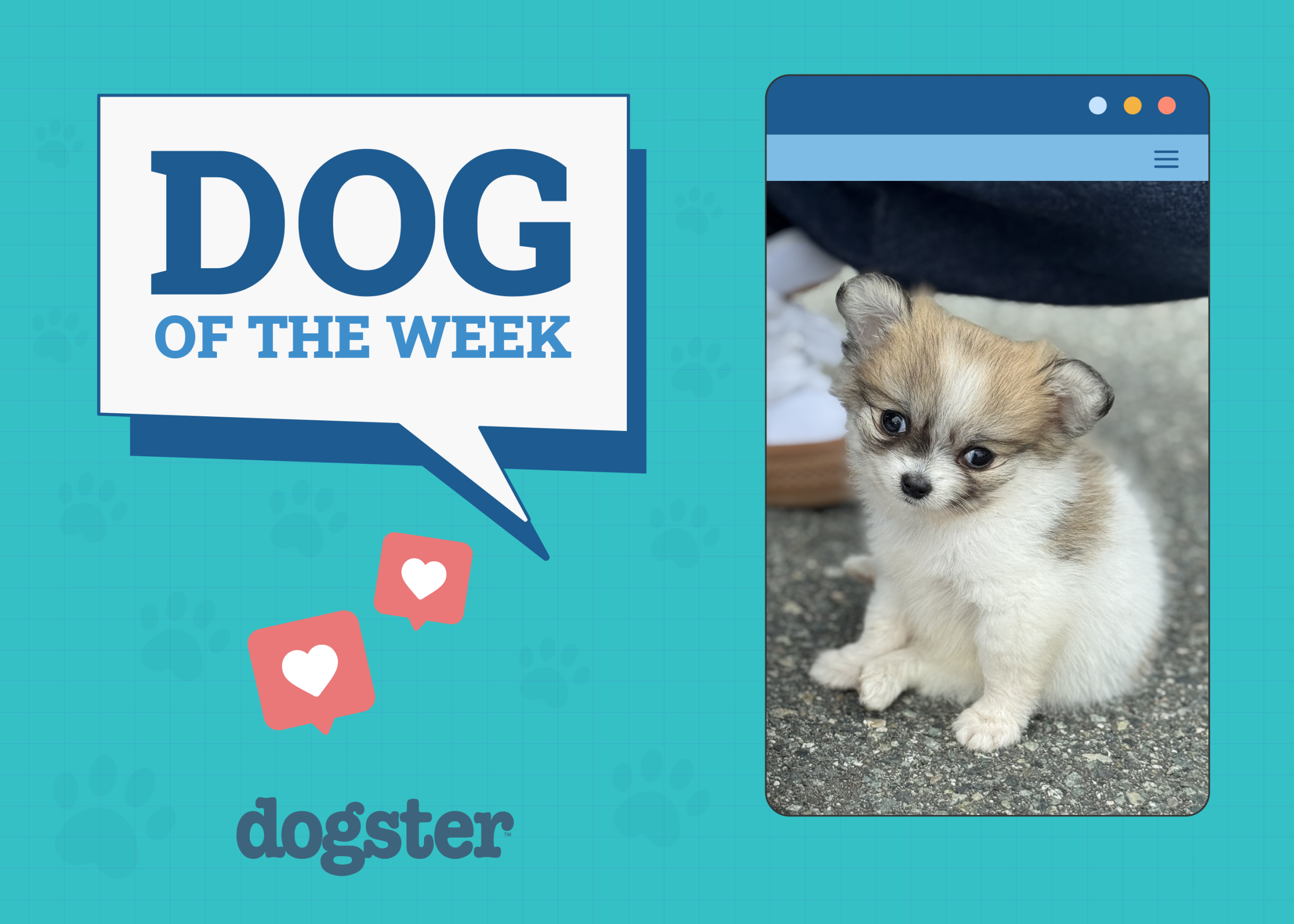 Dogster Photo Contest: Dogs of the Week Winners (September 4, 2025)