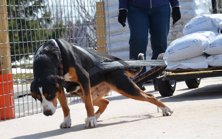 Dog Weight-Pulling – Enrichment or Exploitation