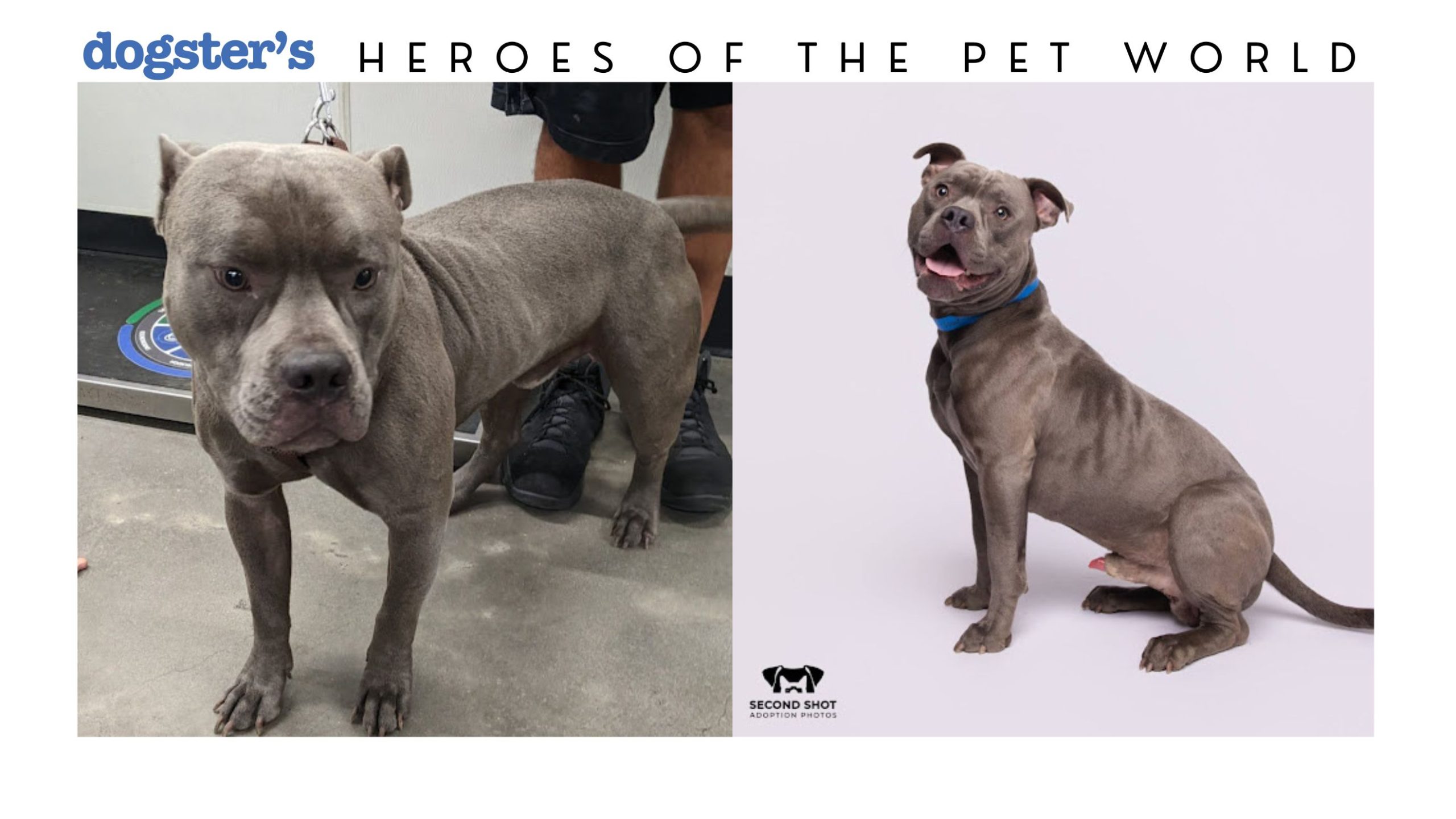 Giving Shelter Pets a Second Shot at Adoption - How One Photographer Is Changing Shelter Pets’ Lives