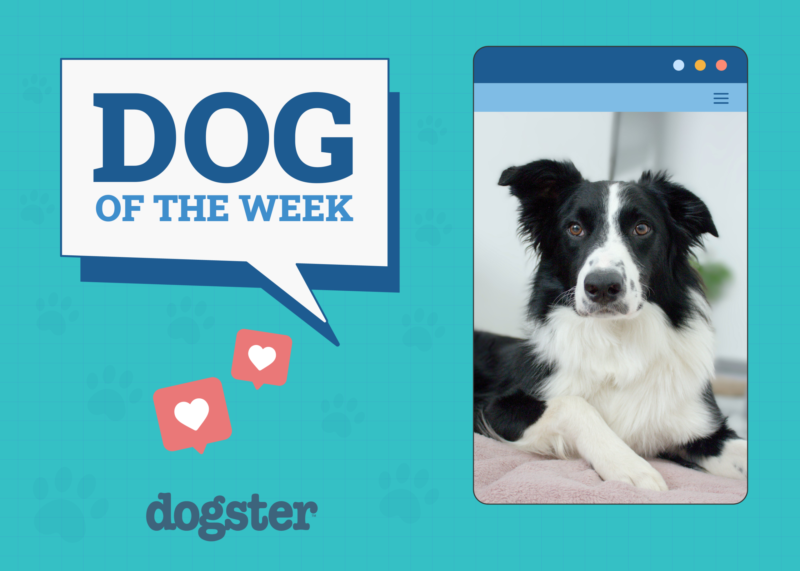 Dogster Photo Contest: Dogs of the Week Winners (October 2, 2025)