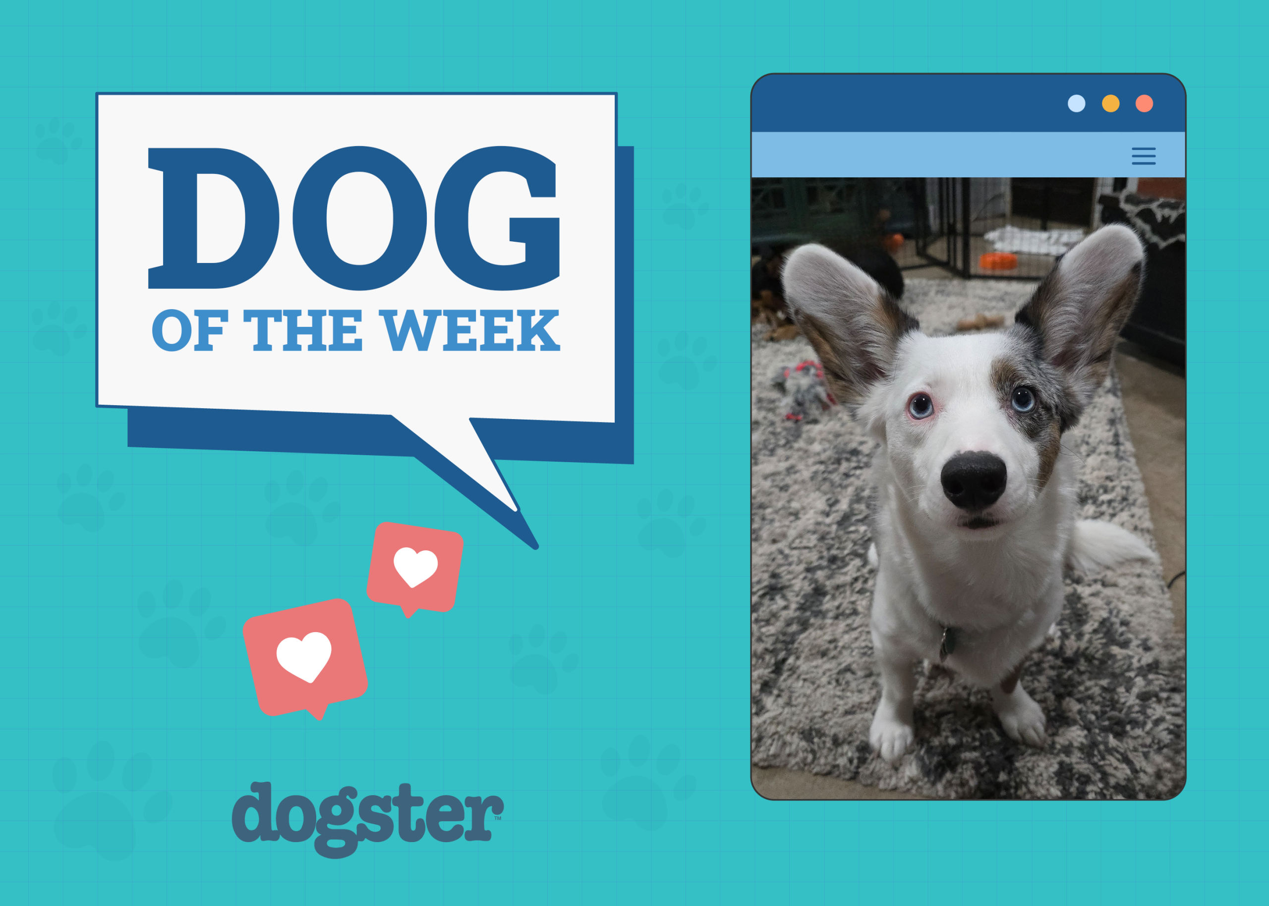 Dogster Photo Contest: Dogs of the Week Winners (October 23, 2025)
