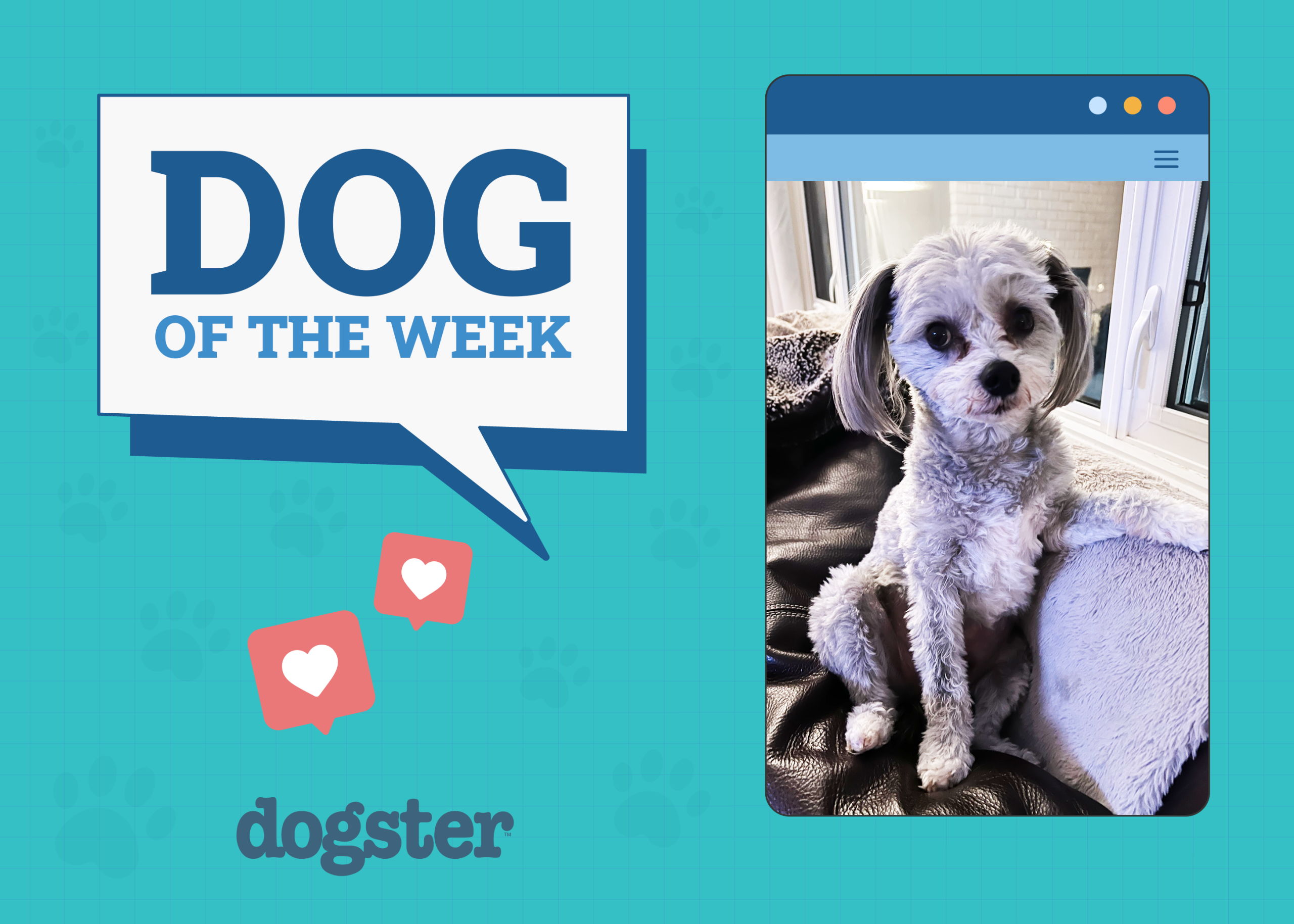 Dogster Photo Contest: Dogs of the Week Winners (October 9, 2025)