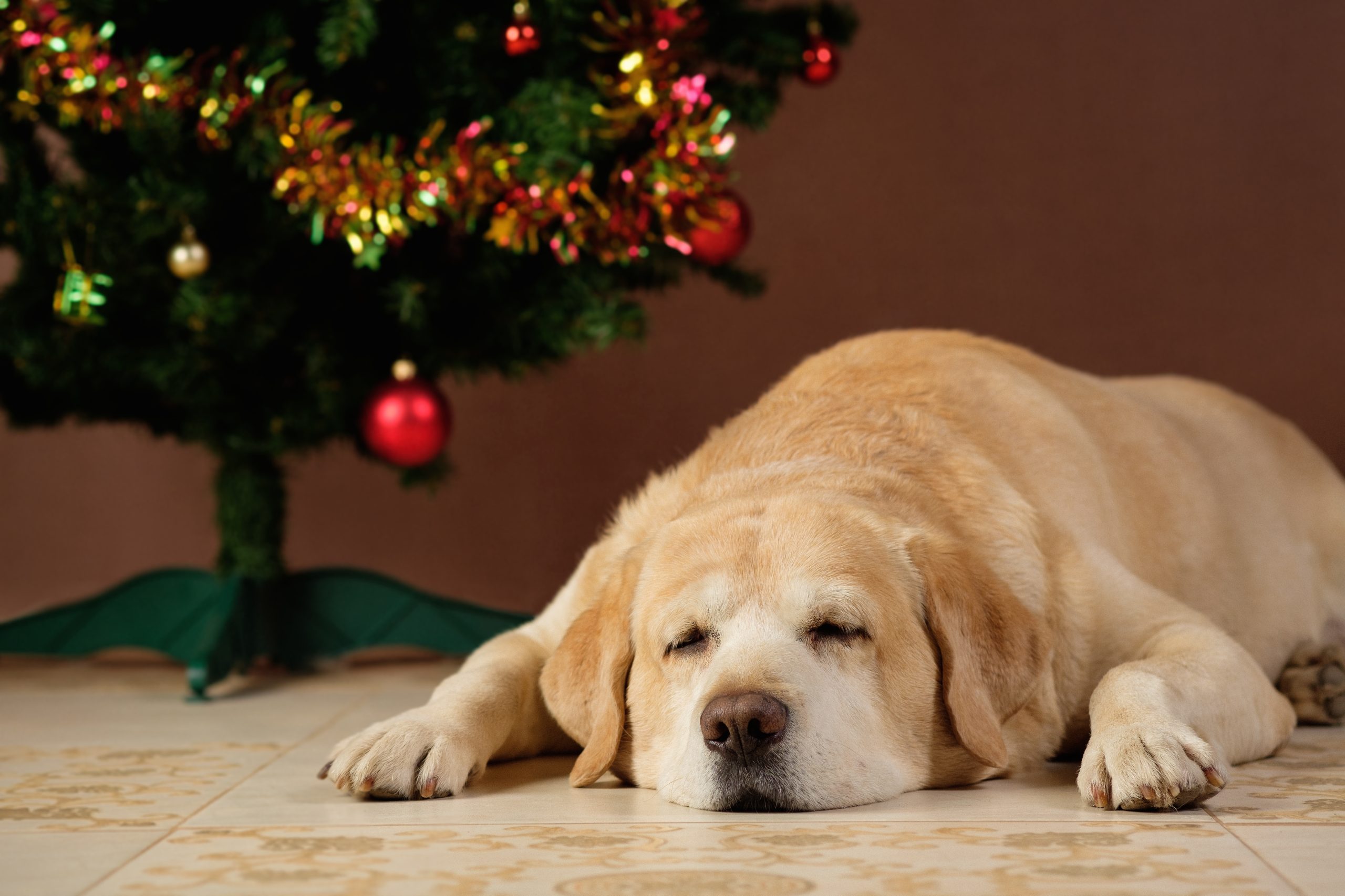 It's Not Always the Most Wonderful Time of the Year (If You're a Vet, Pet, or Pet Parent)