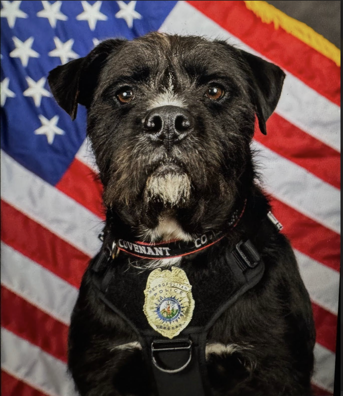 Aaaand The Winner Is... Sergeant Bo!
