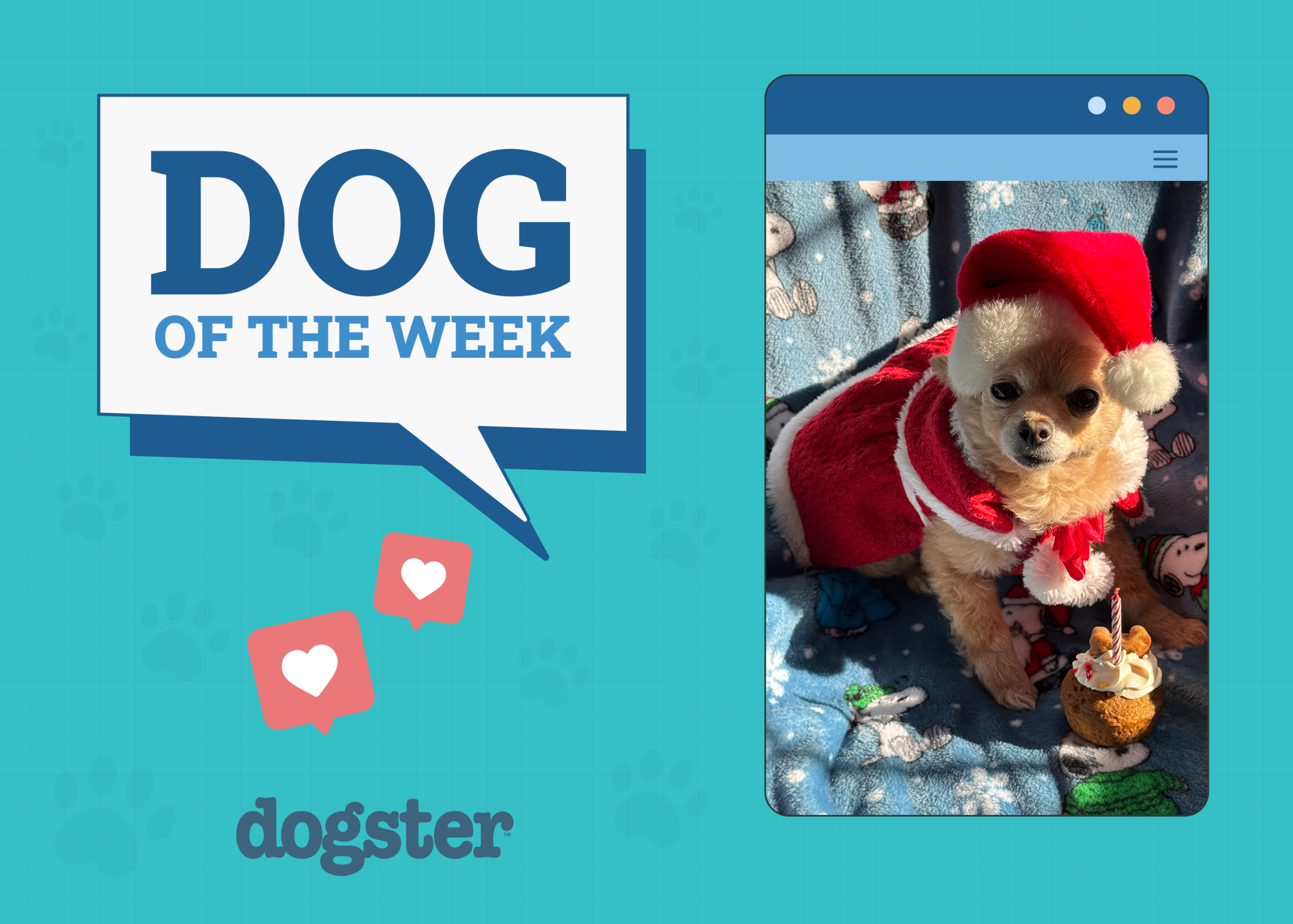 Dogster Photo Contest: Dogs of the Week Winners (December 18, 2025)