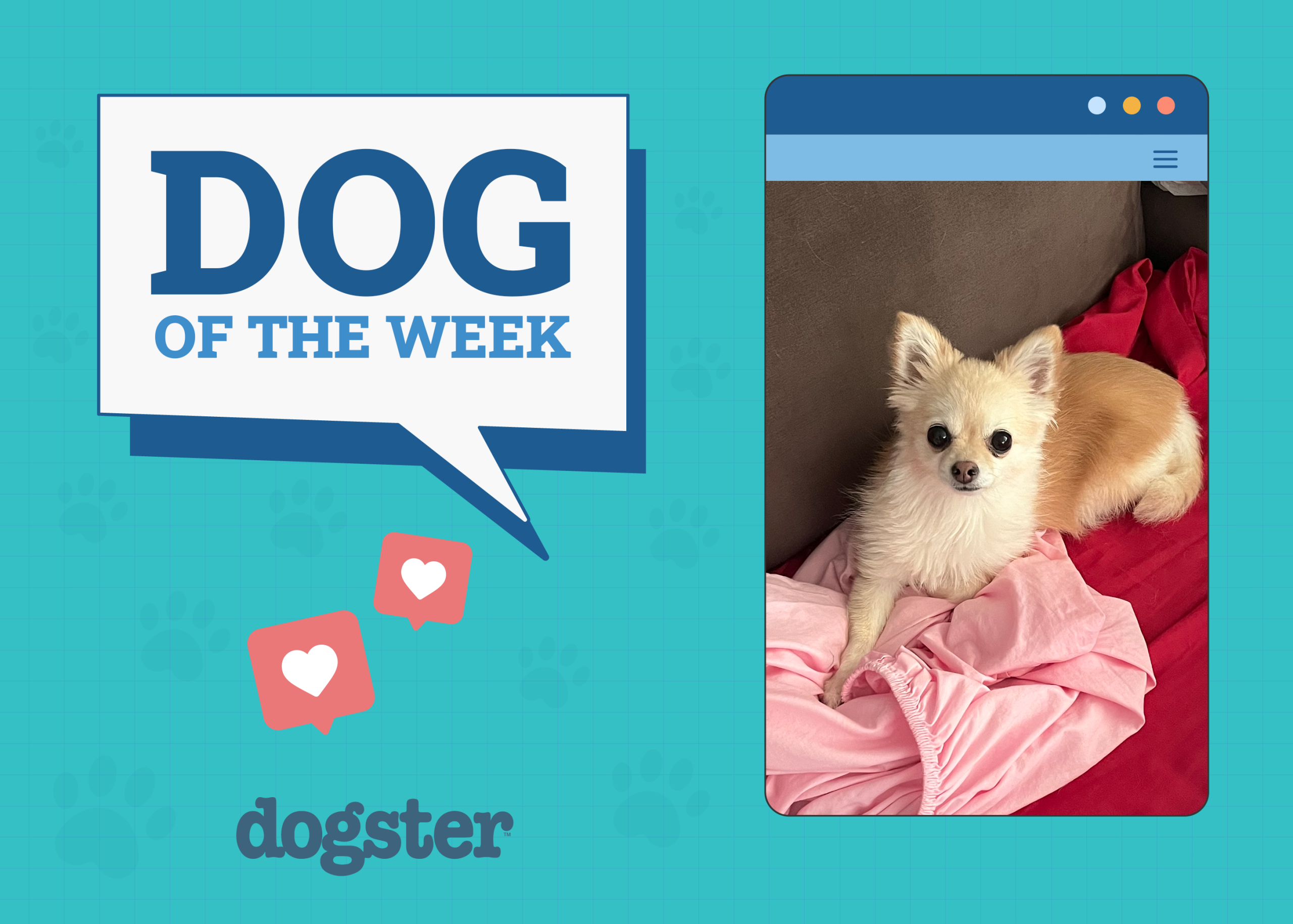 Dogster Photo Contest: Dogs of the Week Winners (December 4, 2025)