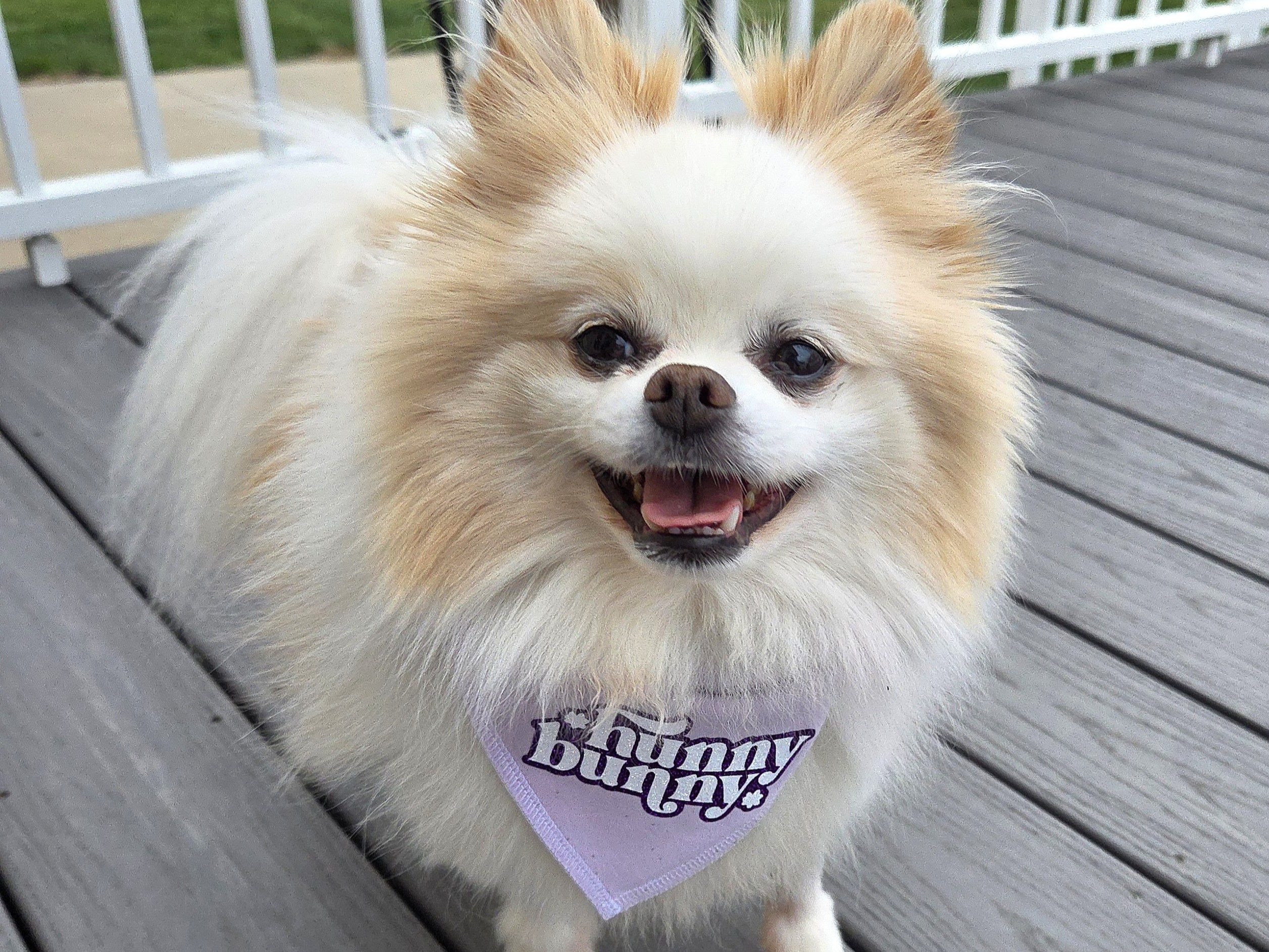 Hunny: The Rescue Dog Who Learned to Run Again