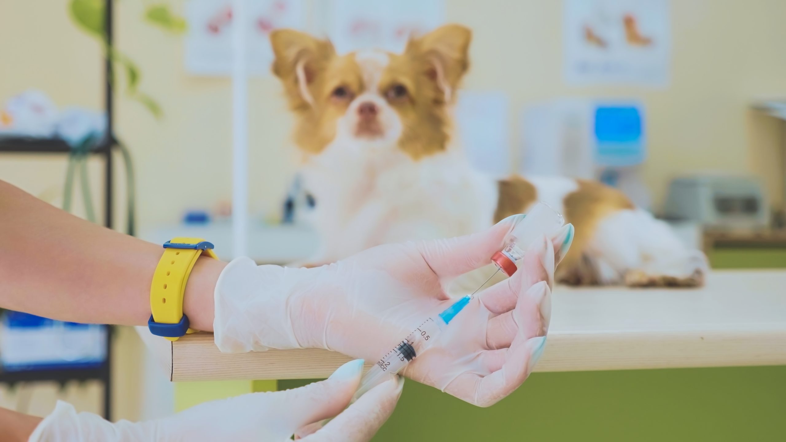 EXCLUSIVE EXPOSÉ: New Treatment for Canine Allergic and Atopic Dermatitis - But Who Really Benefits?
