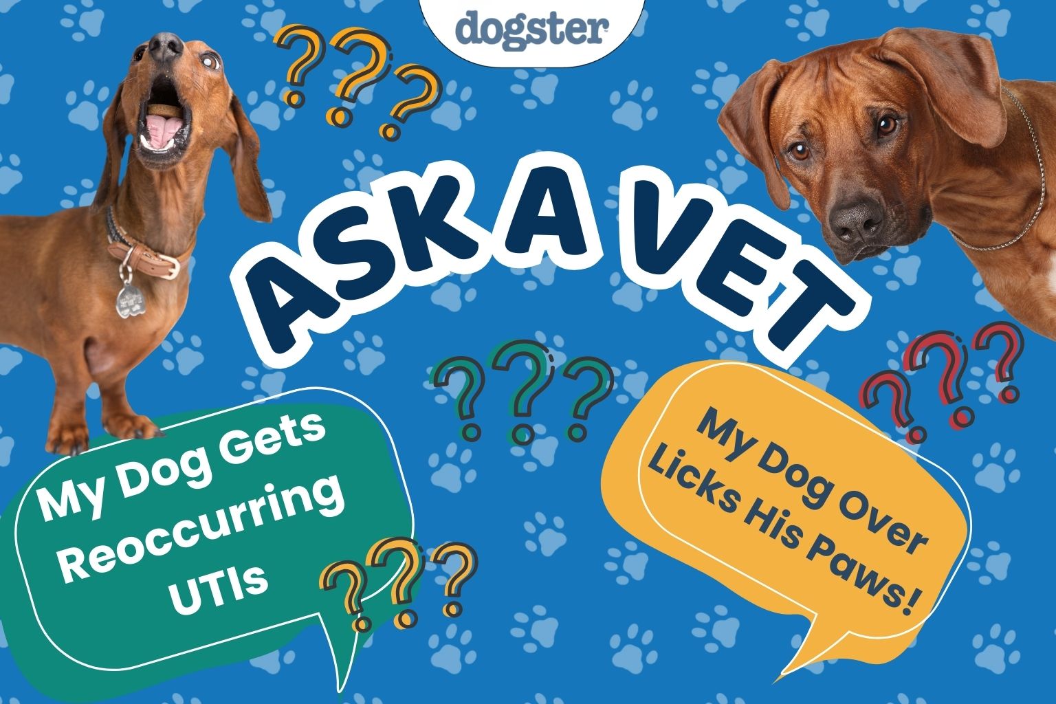 Ask Dr. Paola - Help! My Dog Gets Reoccurring UTIs (March 9, 2026)
