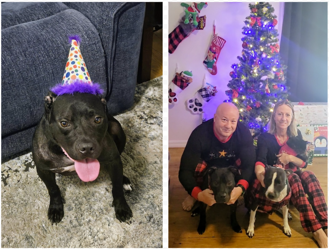 From Fighting Ring to Cuddle Monster Eli and the Importance of Fostering 1