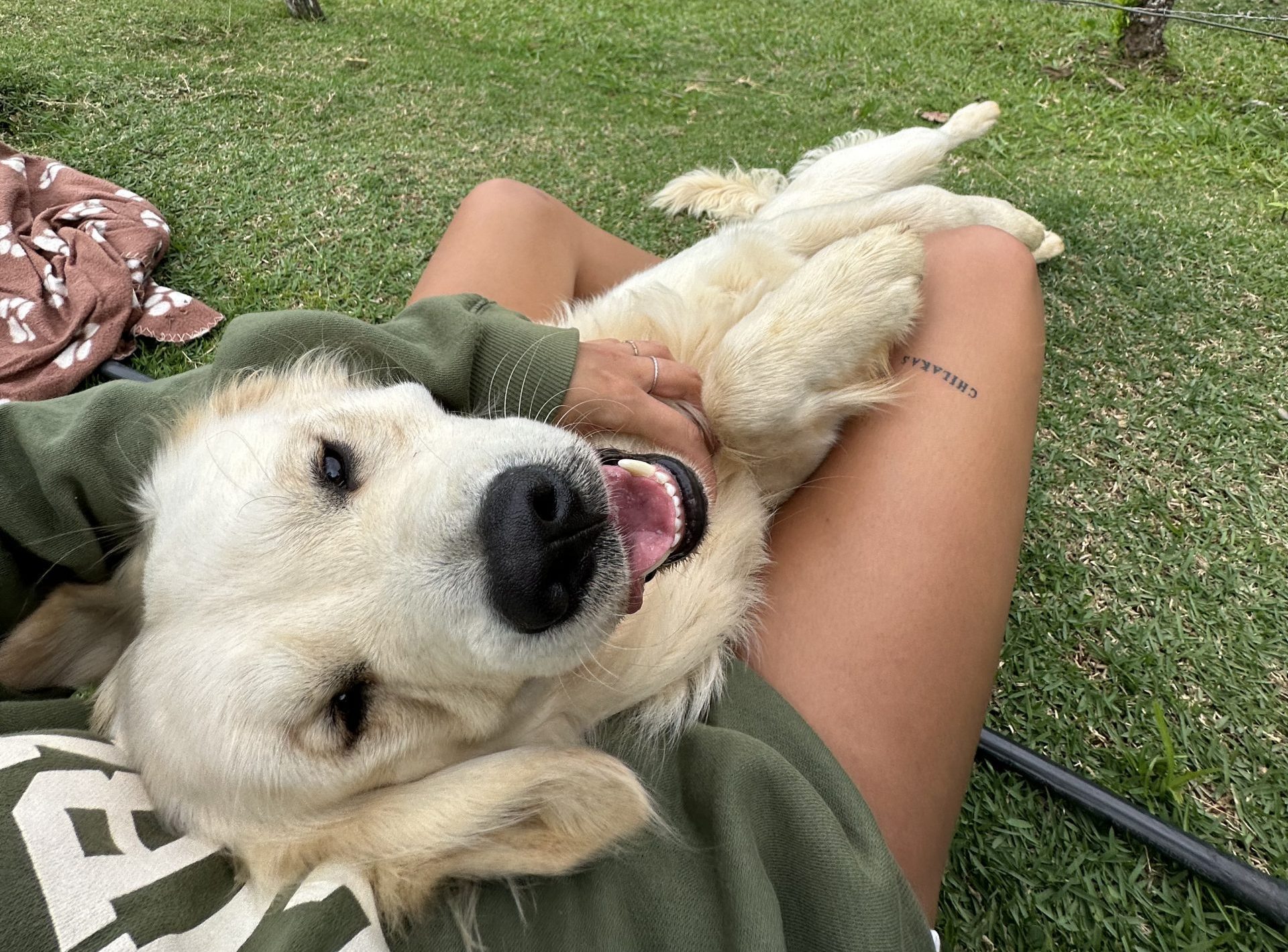Meet Chilaquil: The Golden Retriever Making the Internet Smile