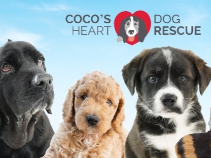 Saying Yes When It Matters Most: Coco’s Heart Dog Rescue