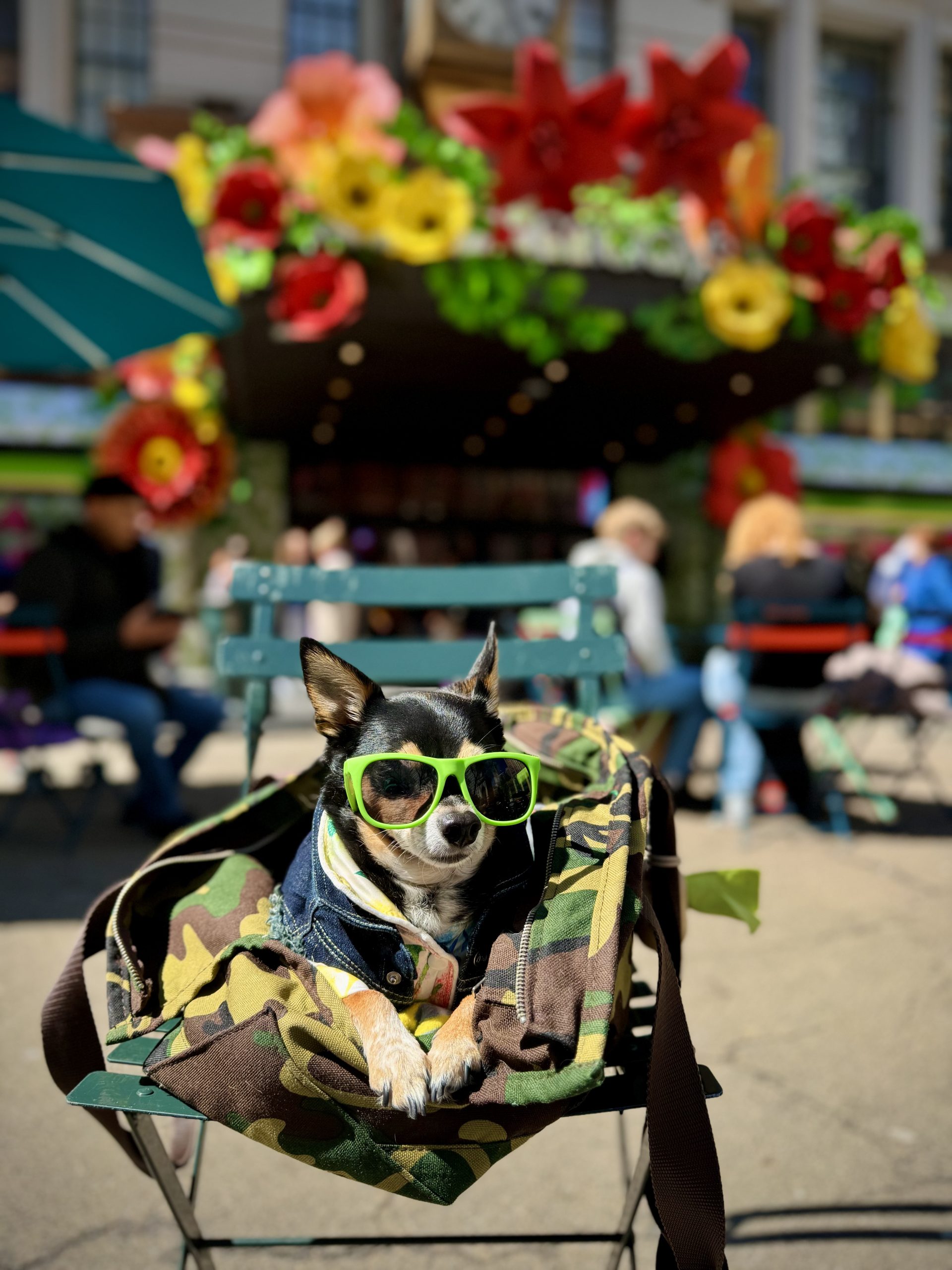 We Didn’t Just Add a Dog to Our Life - We Built a Life With Him