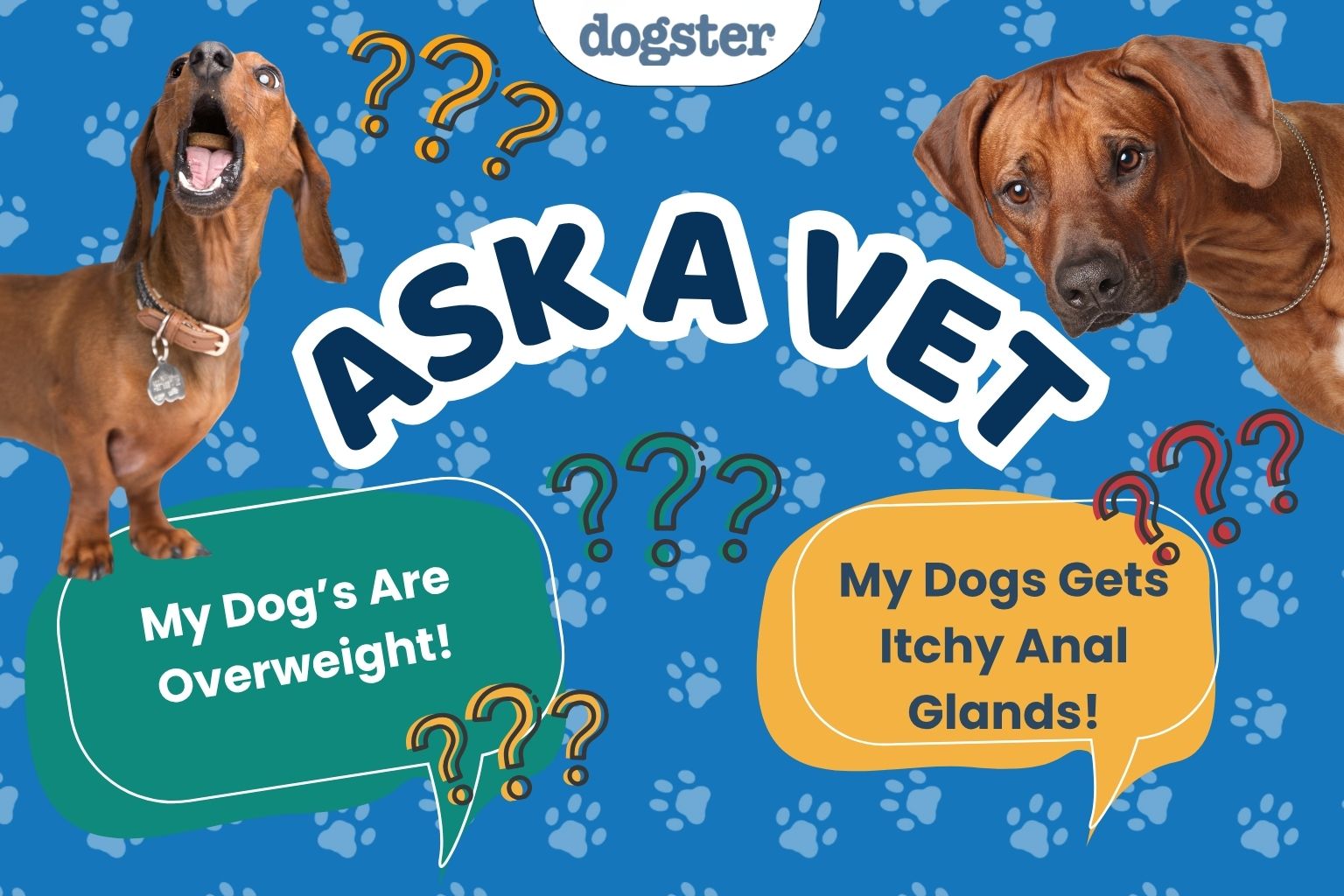 Ask Dr. Paola - Help! My Dogs Are Overweight! (April 13, 2026)