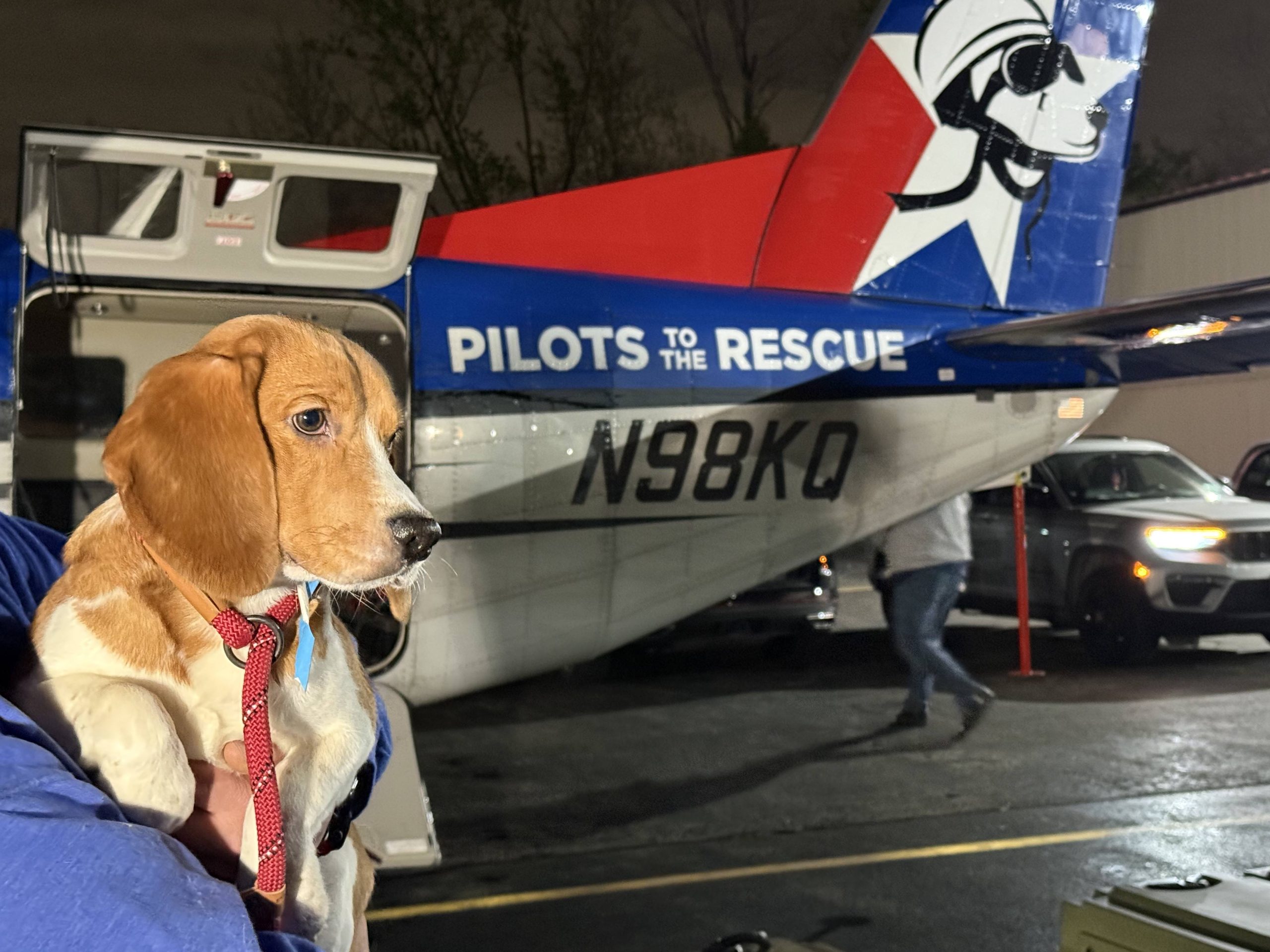 1,500 Beagles Rescued from Wisconsin Lab Farm – Here's Where They're Going