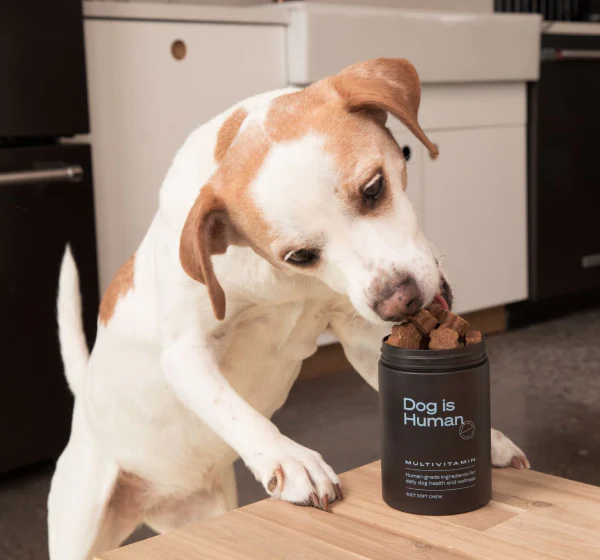 Fresh Dog Food vs. Processed: What’s the Best Choice (and Is There a Secret Third Option)?