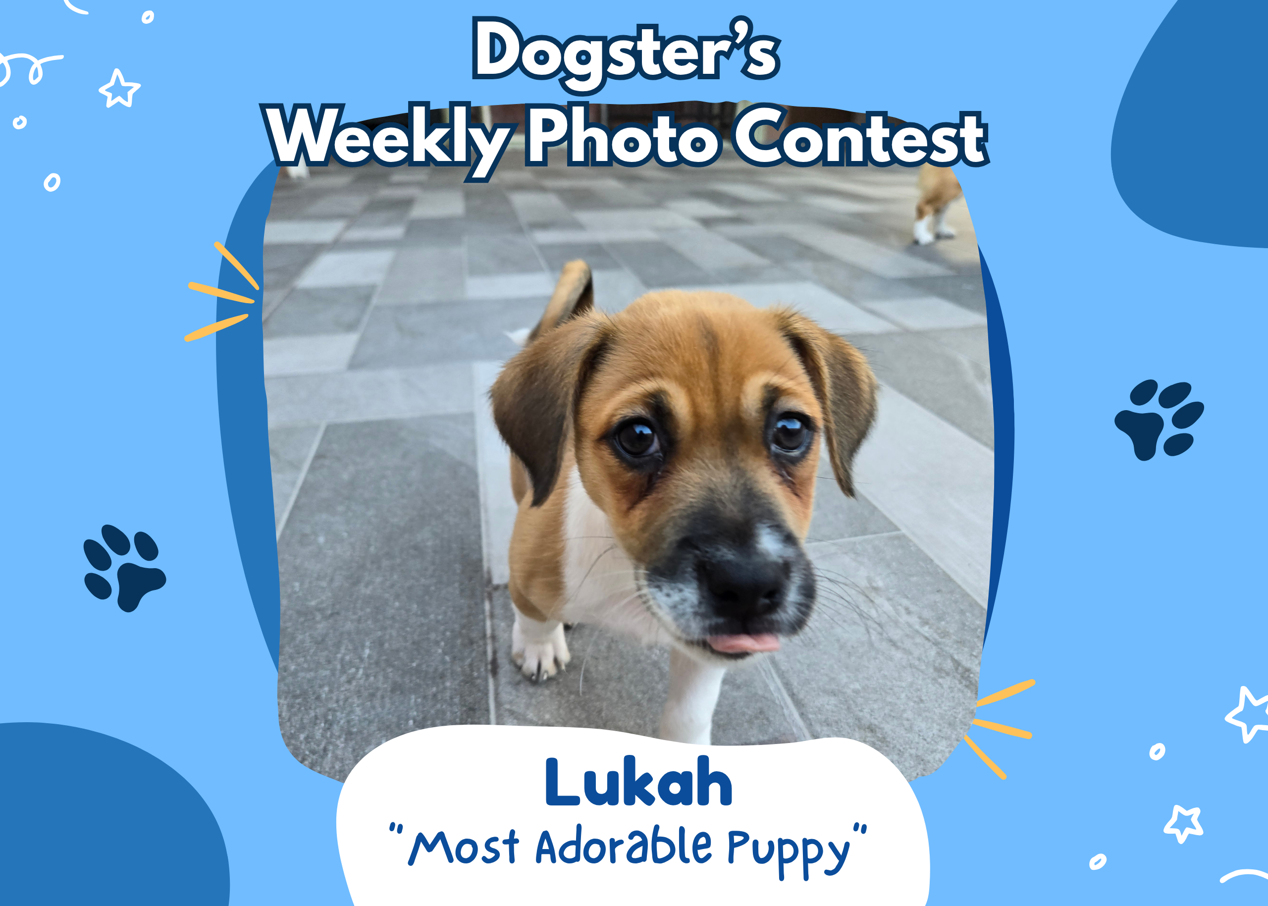 Dogster’s Weekly Photo Contest Winners: The Head Tilt (June 22, 2026)