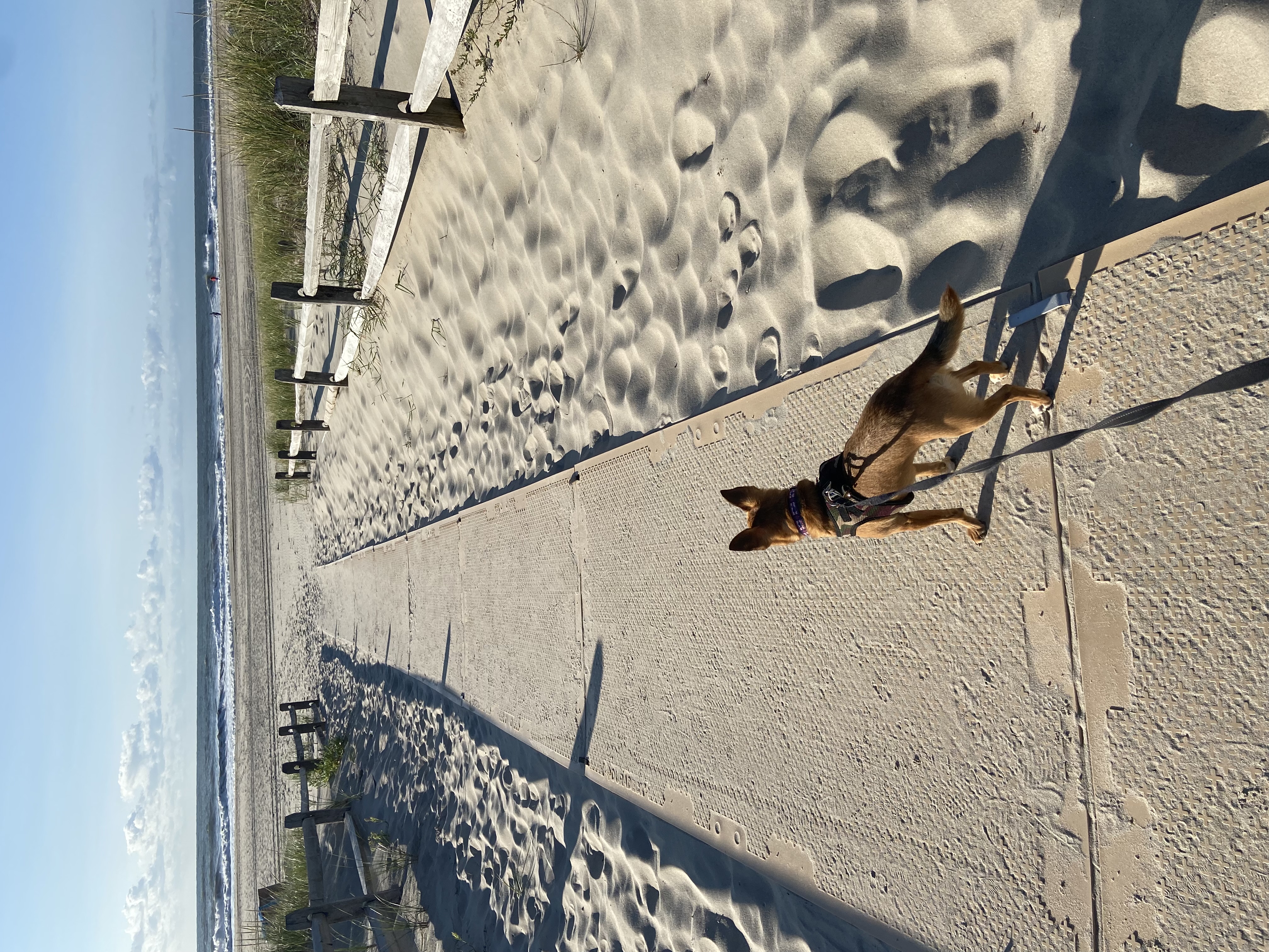 Small dog on a leash walking along a wooden boardwalk to the beach