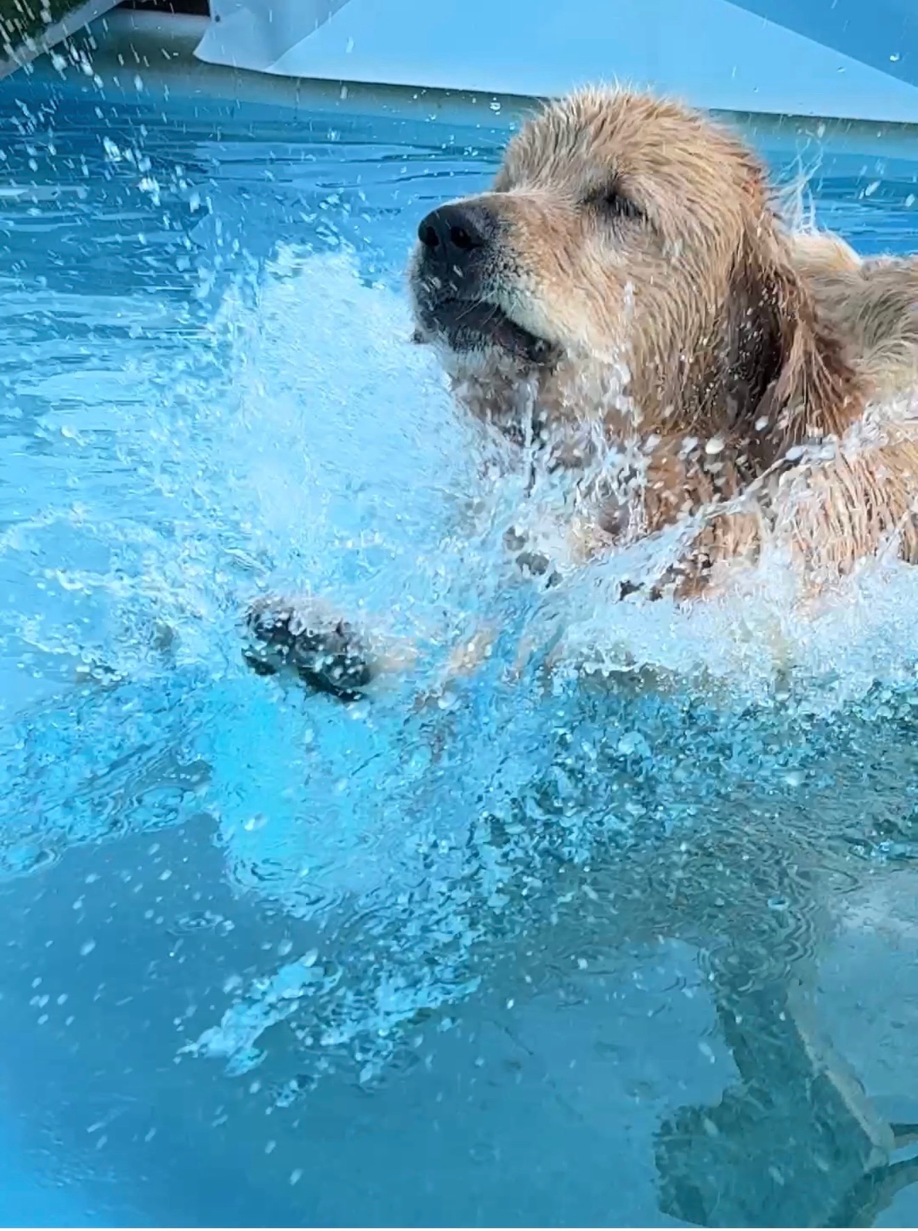 Golden retriever swimming and splashing in a pool