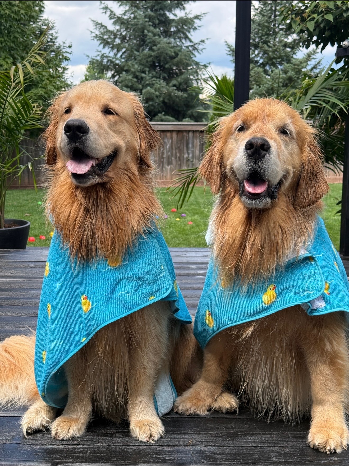 Two golden retrievers in blue duck-print towels sitting on a deck