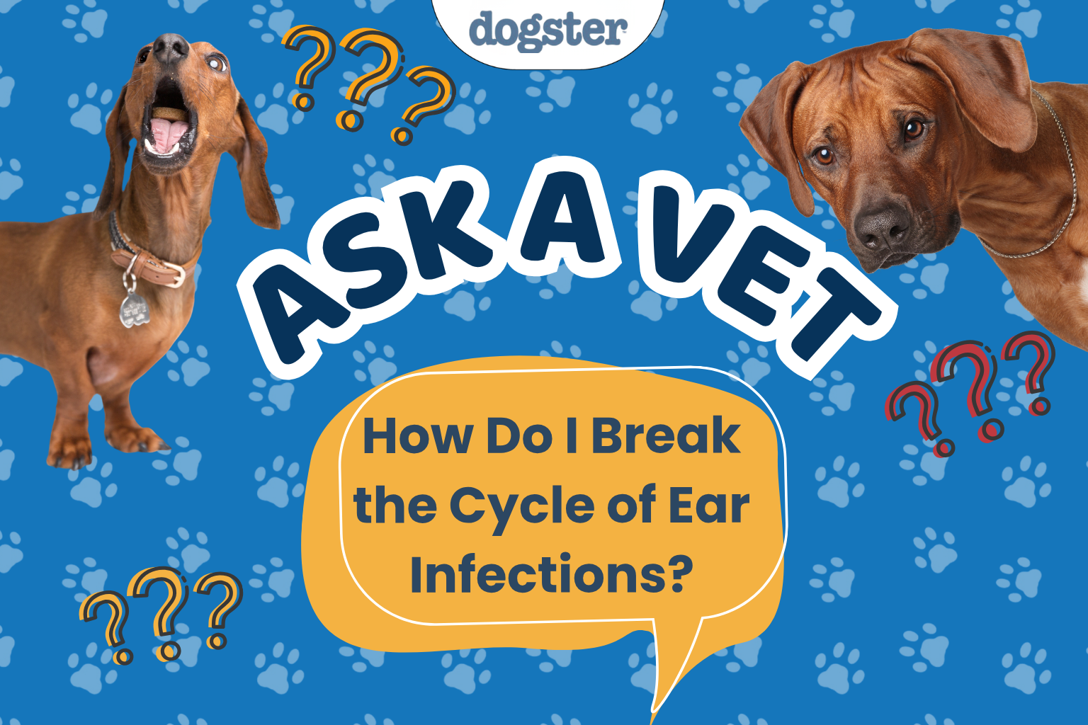 Two dogs with question marks and text asking how to break ear infections